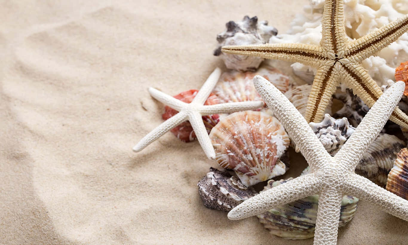 Seashell 桌布 壁紙 — 各種貝殼和海星在細緻米色沙中的特寫。