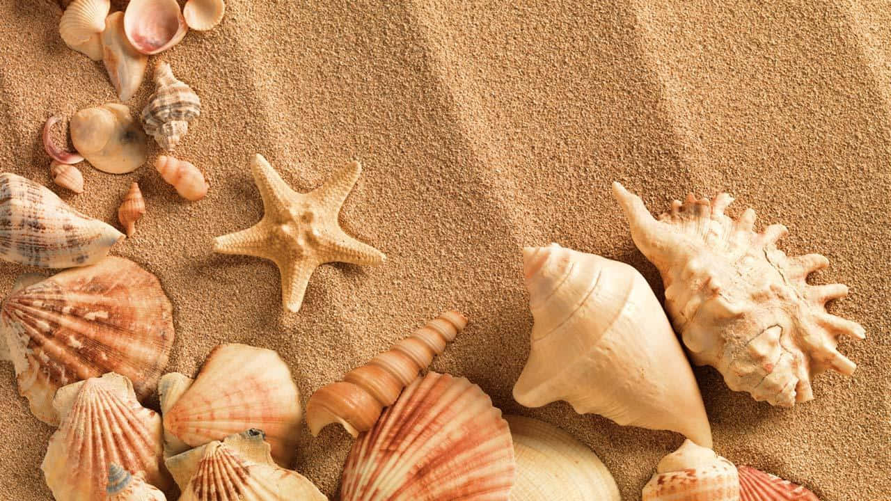 Seashell 桌布 壁紙 — 各種貝殼和海星的特寫，依偎在紋理豐富的金色沙灘上。