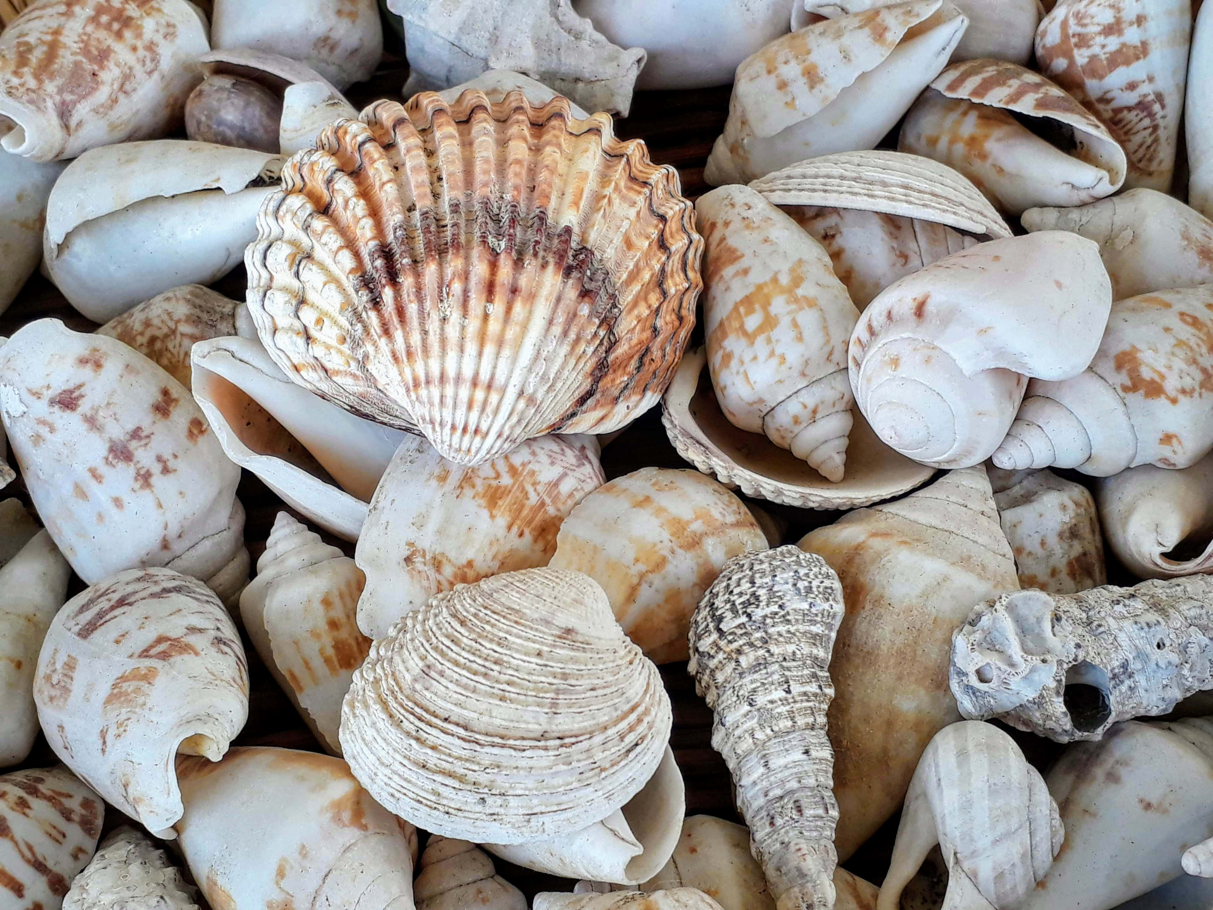 Shell 桌布 壁紙 — 各種貝殼的近距離特寫，呈現奶油色米色和棕色色調，展示多樣的紋理和自然圖案。