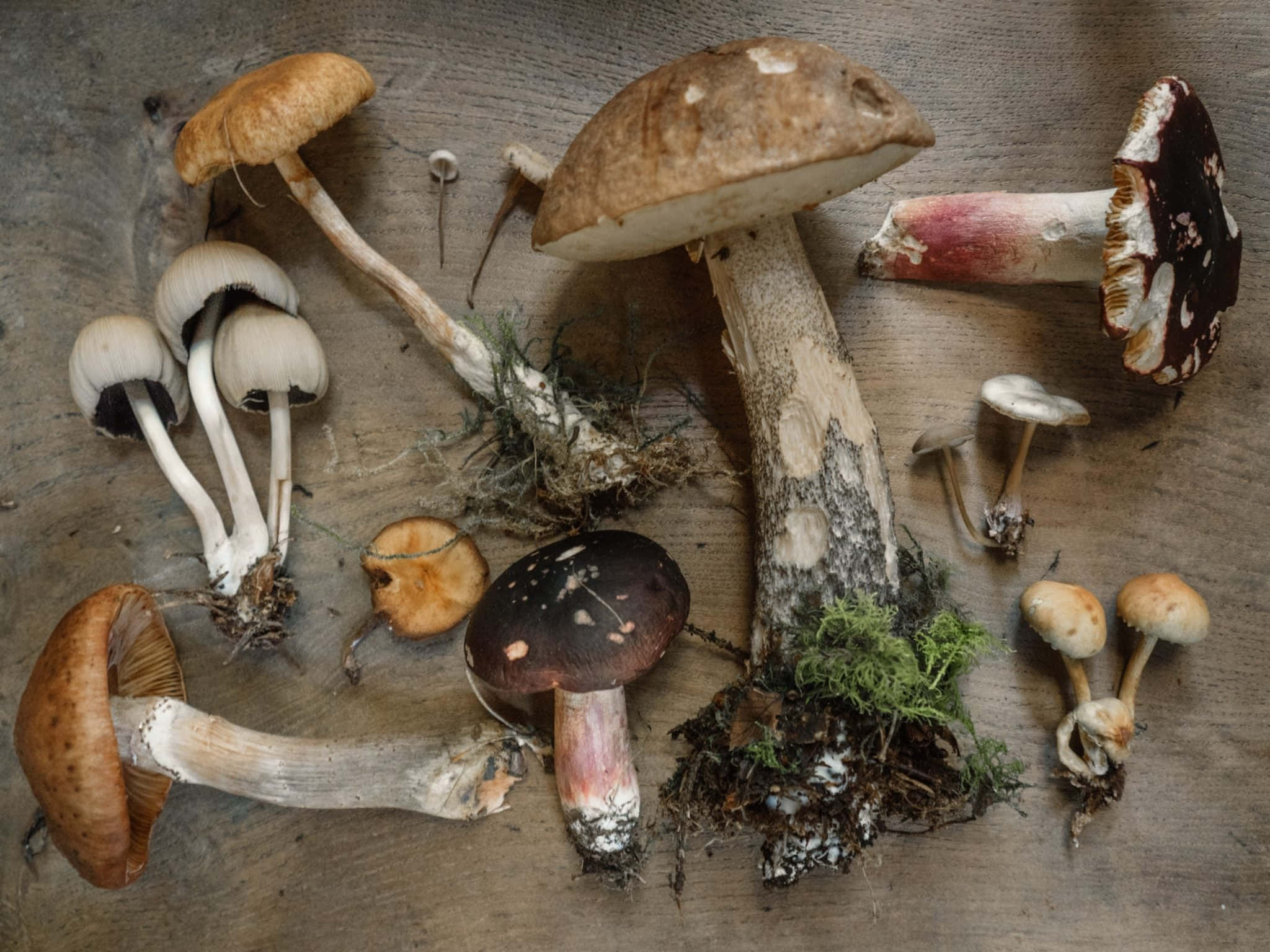 Mushroom Aesthetic 桌布 壁紙 — 各種野生蘑菇，菇傘和菇柄多樣，排列在風化的木質表面上。