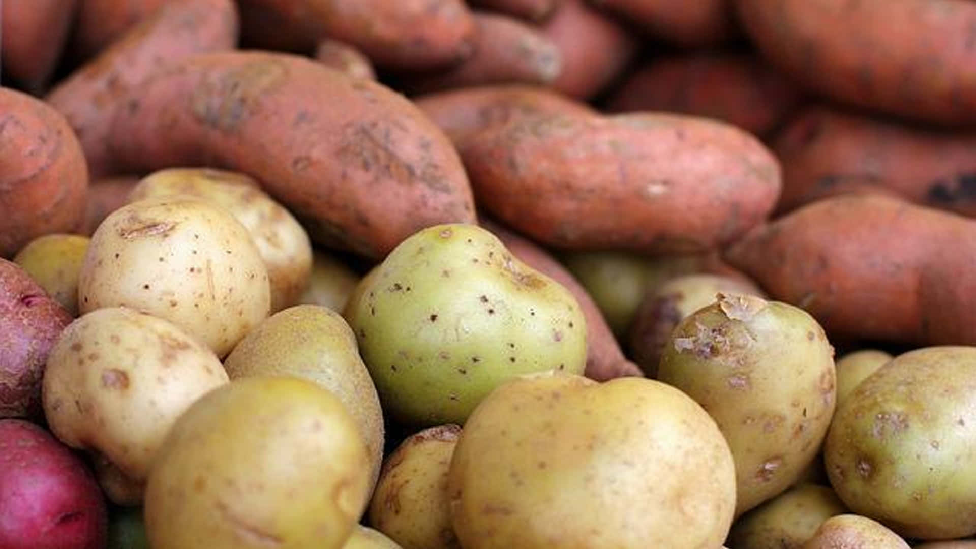 Yellow Sweet Potato 桌布 壁紙 — 各種馬鈴薯和地瓜的特寫，帶有泥土質感和自然瑕疵。