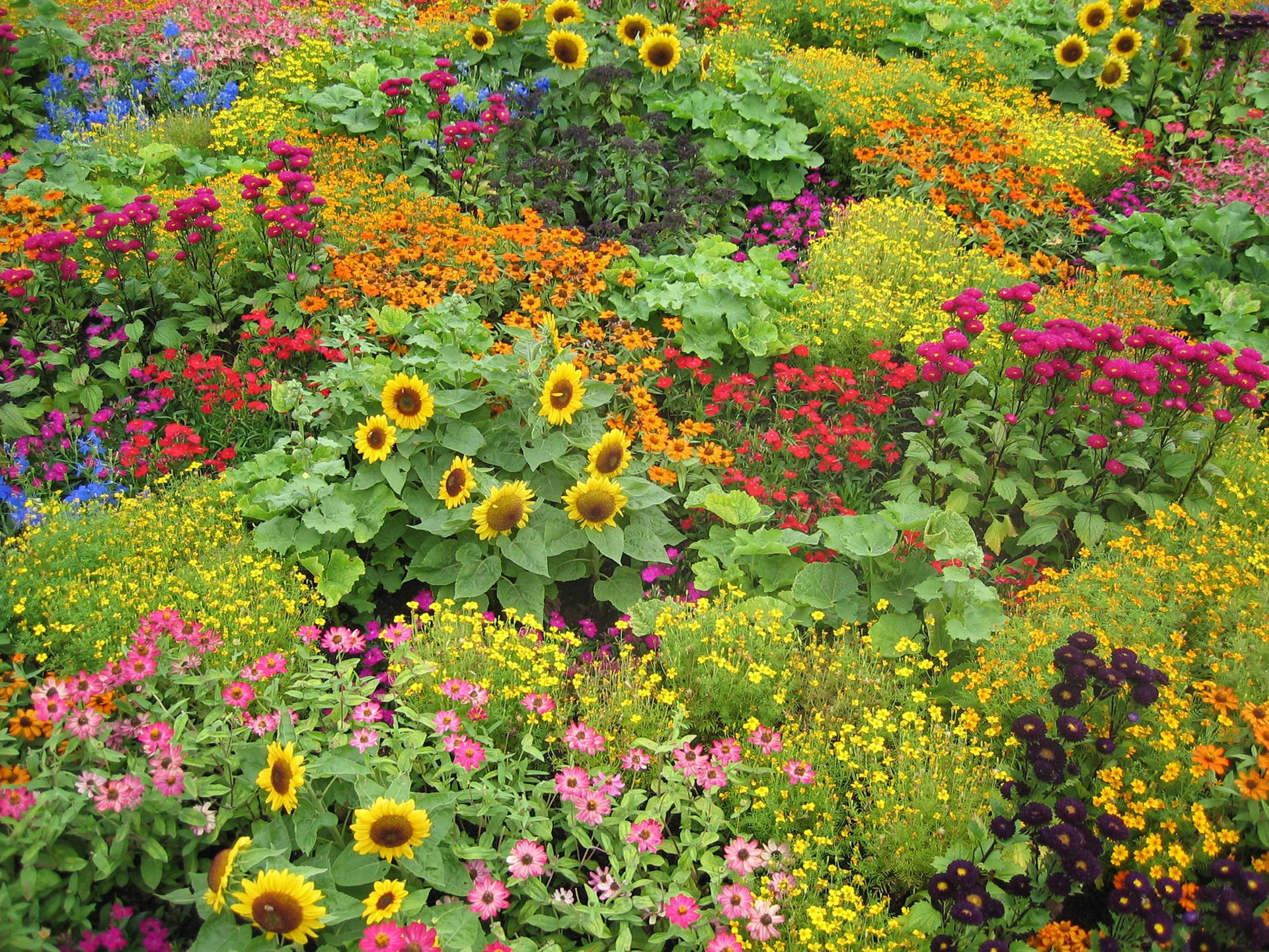 Garden 桌布 壁紙 — 向日葵、雛菊和大波斯菊在色彩繽紛、生機勃勃的花園中綻放，充滿夏日活力。