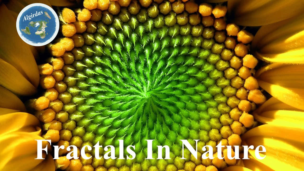 碎形 桌布 壁紙 — 向日葵中心的微距視圖，展現出複雜的綠色碎形圖案，周圍環繞著金色花瓣。