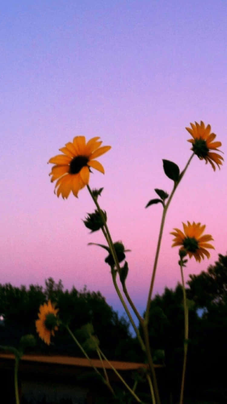 Sunflower Yellow Tumblr Aesthetic 桌布 壁紙 — 向日葵在柔和的紫色和粉紅色暮色天空下盛開，下方有剪影樹木。