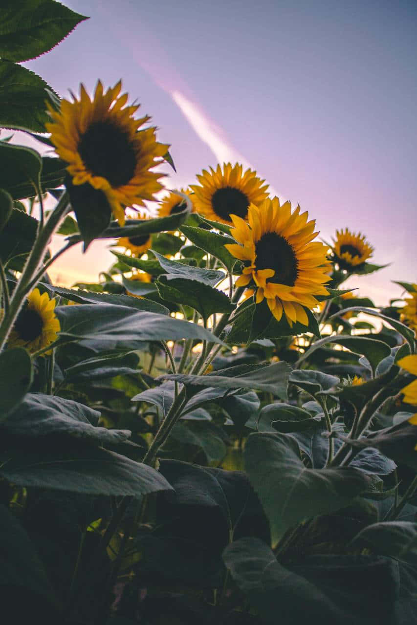 Aesthetic Sunflower 桌布 壁紙 — 向日葵在柔和的紫色日落天空下盛開，溫暖的金色光線穿過葉片。