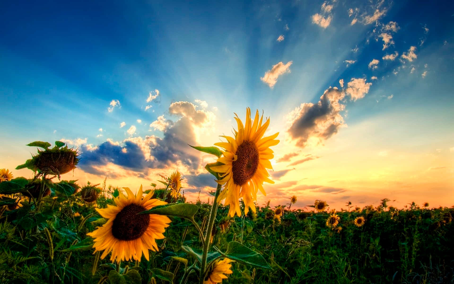 Aesthetic Sunflower 桌布 壁紙 — 向日葵在田野中盛開，金色陽光在日落時穿透戲劇性的雲層。