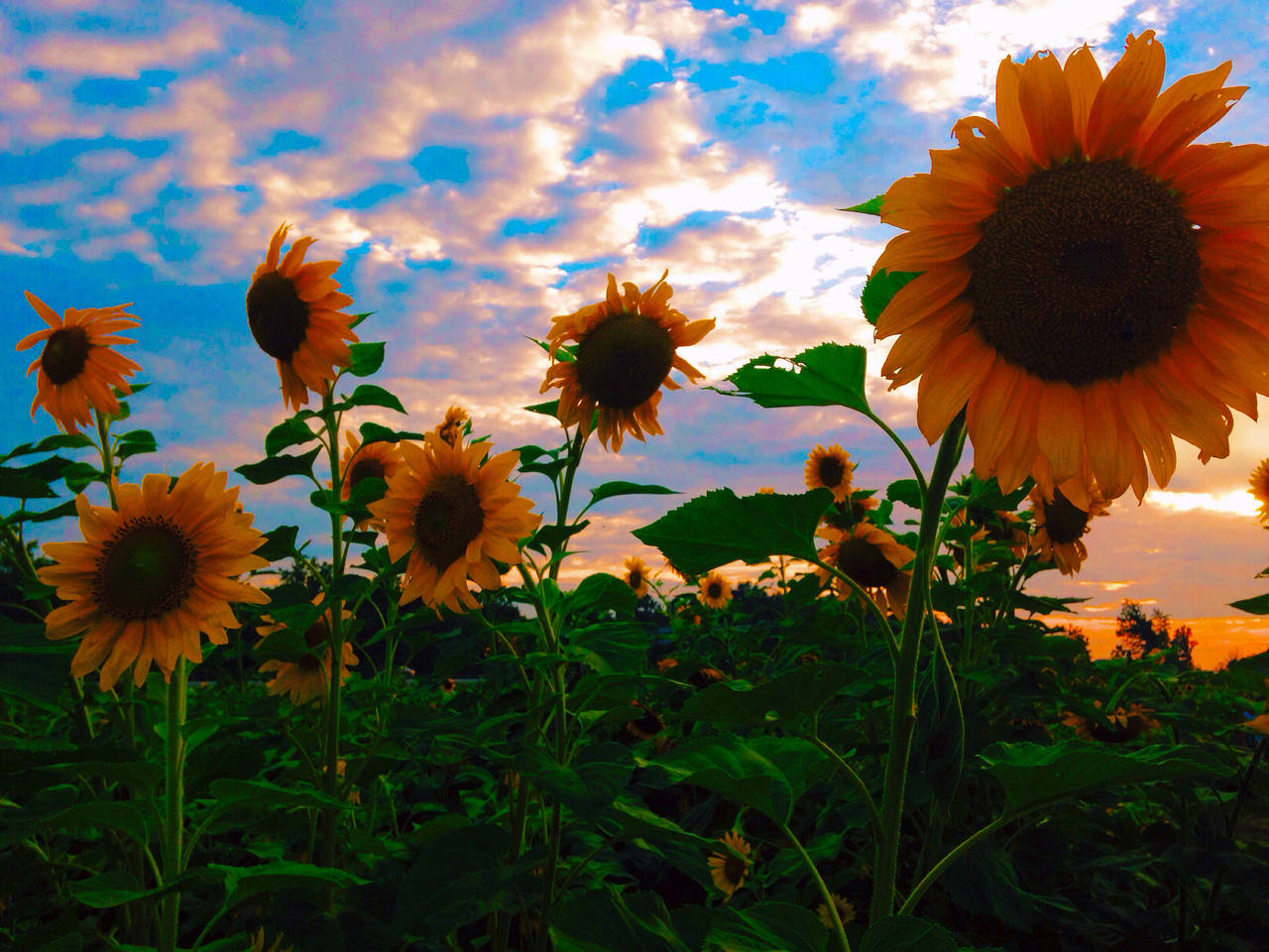 Beautiful Nature Photography 桌布 壁紙 — 向日葵在粉紅色和藍色雲彩的戲劇性日落天空下搖曳。