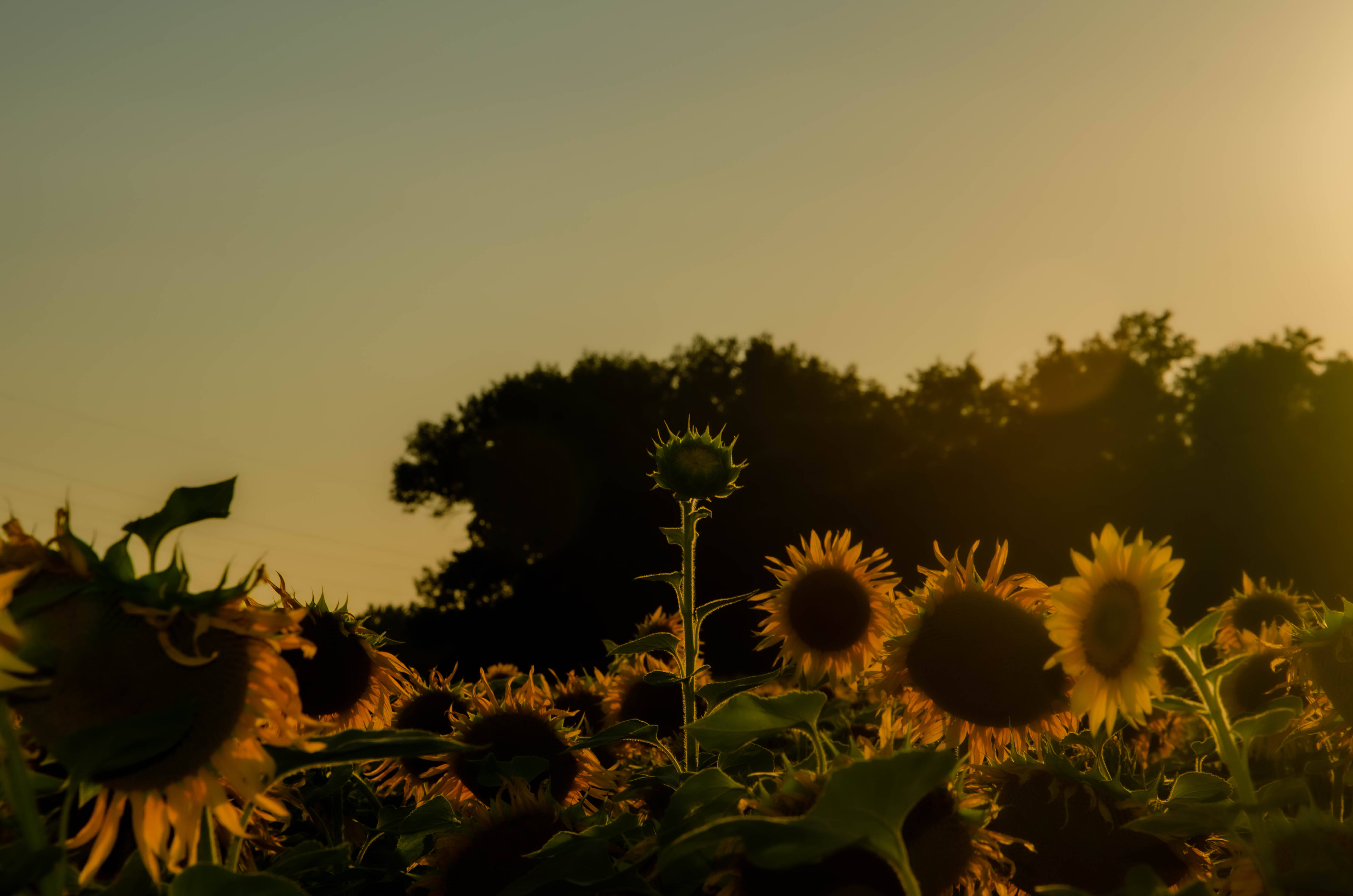 Sunflower Aesthetic 桌布 壁紙 — 向日葵在金色夕陽中搖曳，背後有樹木的剪影。