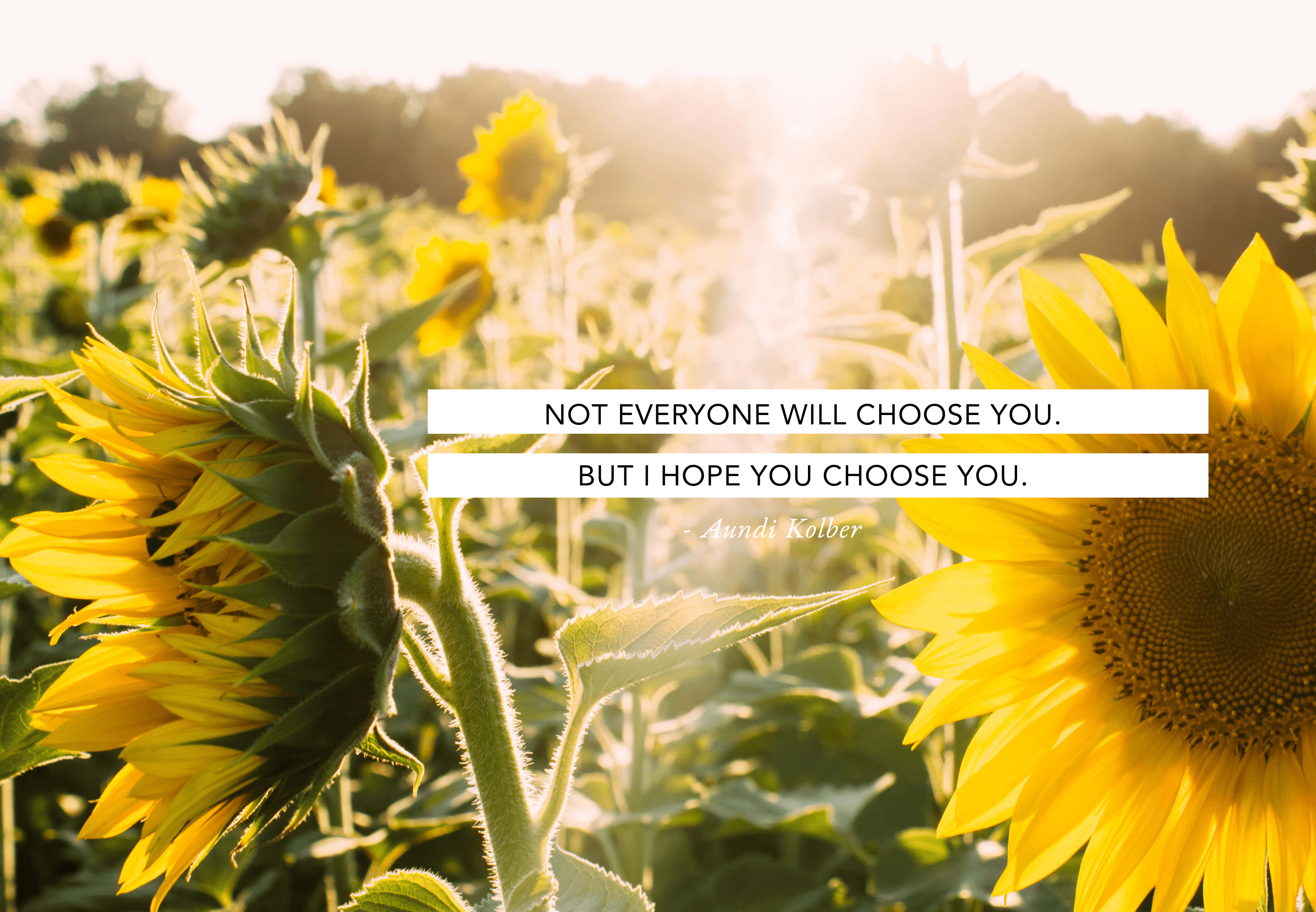 Sunflower Quotes 桌布 壁紙 — 向日葵在金色陽光下閃耀，寧靜的田野上覆蓋著勵志名言。