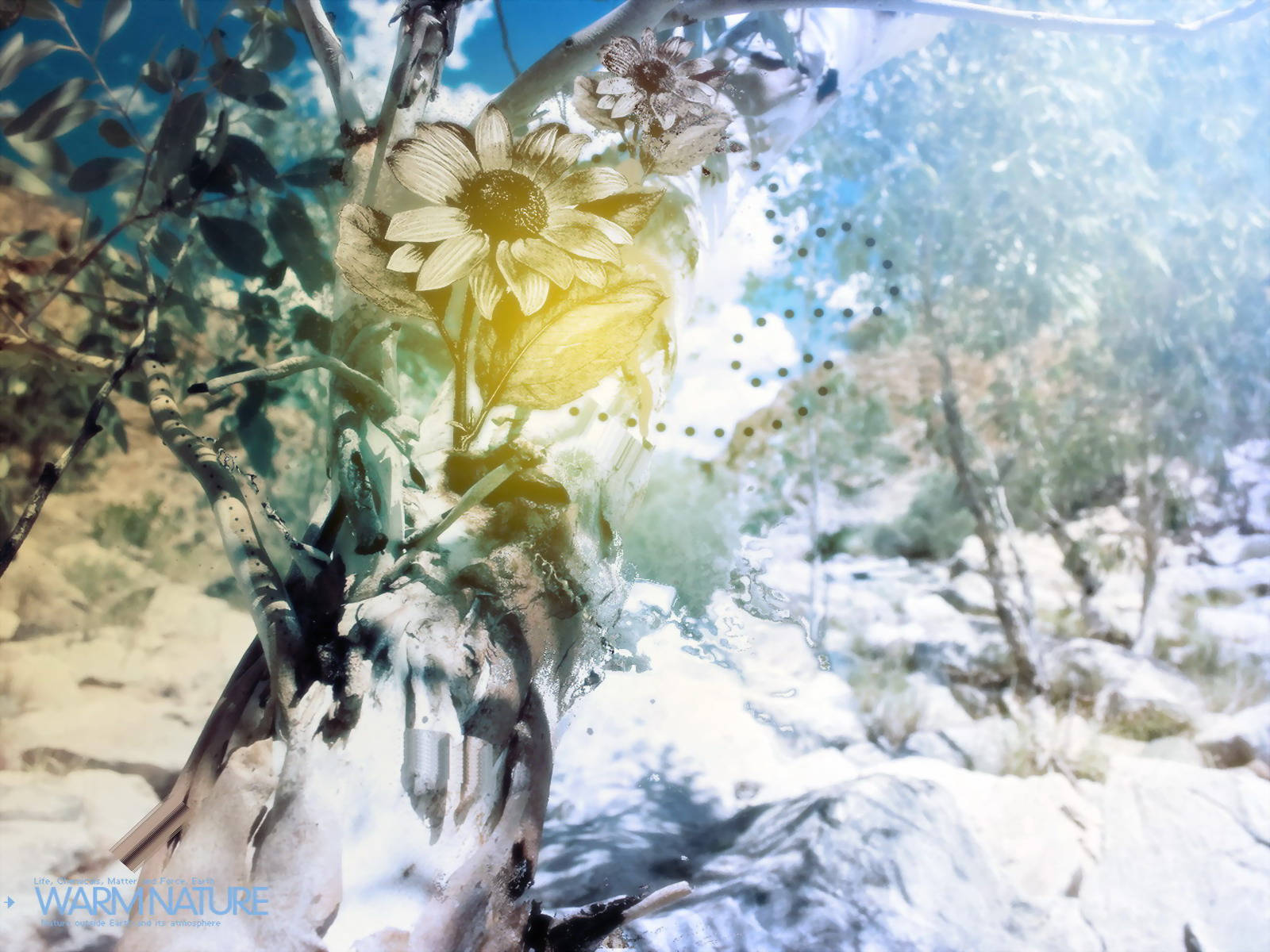 4K 自然 桌布 壁紙 — 向日葵在雪地森林背景下溫暖地發光，伴隨著空靈的光線和半透明的樹枝。