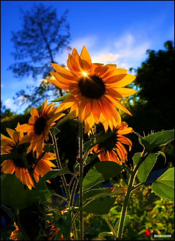 Beautiful Sunflower 桌布 壁紙 — 向日葵在鮮豔的藍天下閃耀著金色花瓣，陽光穿透其中心。