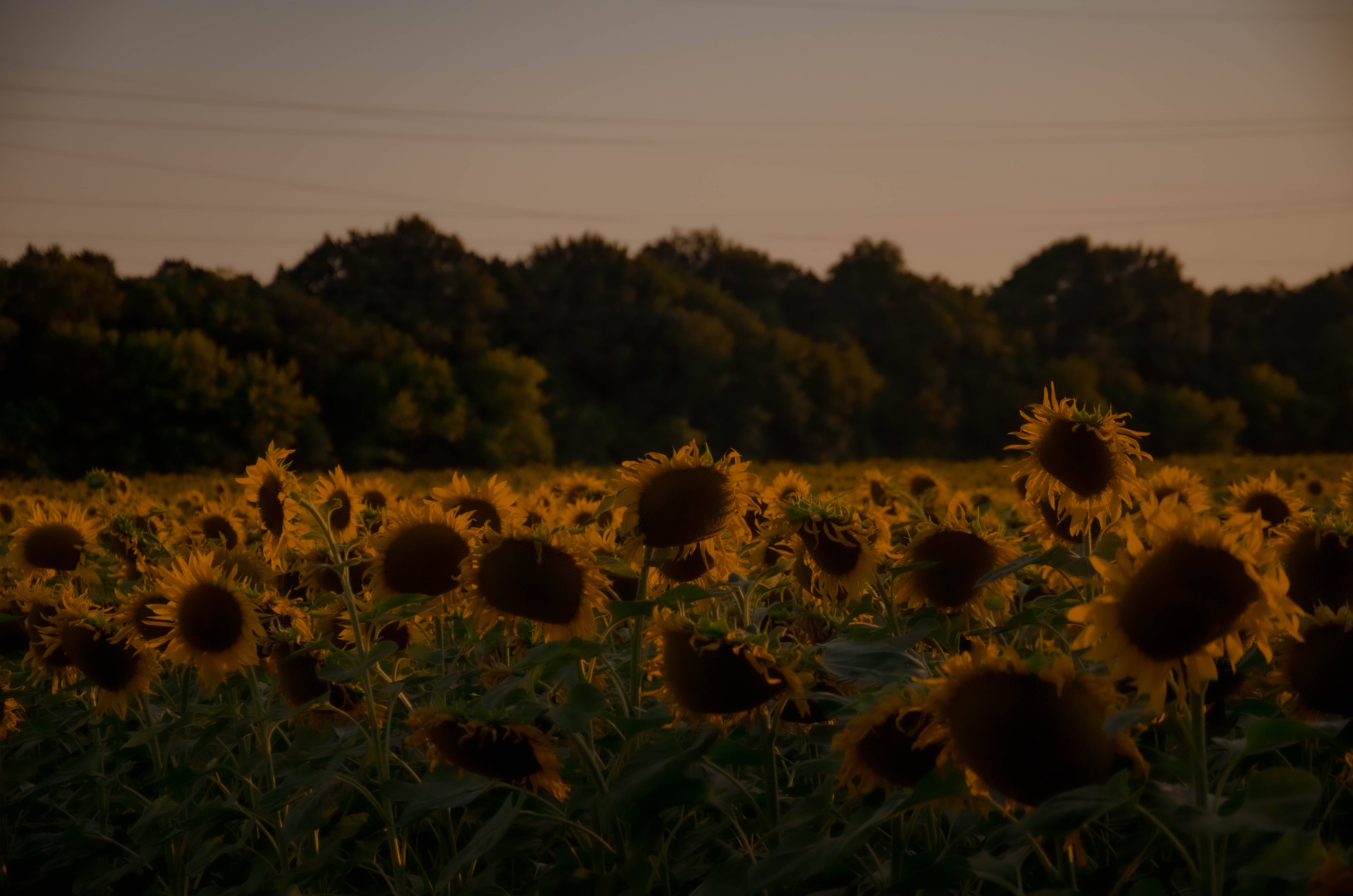 Sunflower Aesthetic 桌布 壁紙 — 向日葵在黃昏的金色田野中輕輕搖曳，樹木和電線的剪影映襯著柔和的橙色天空。