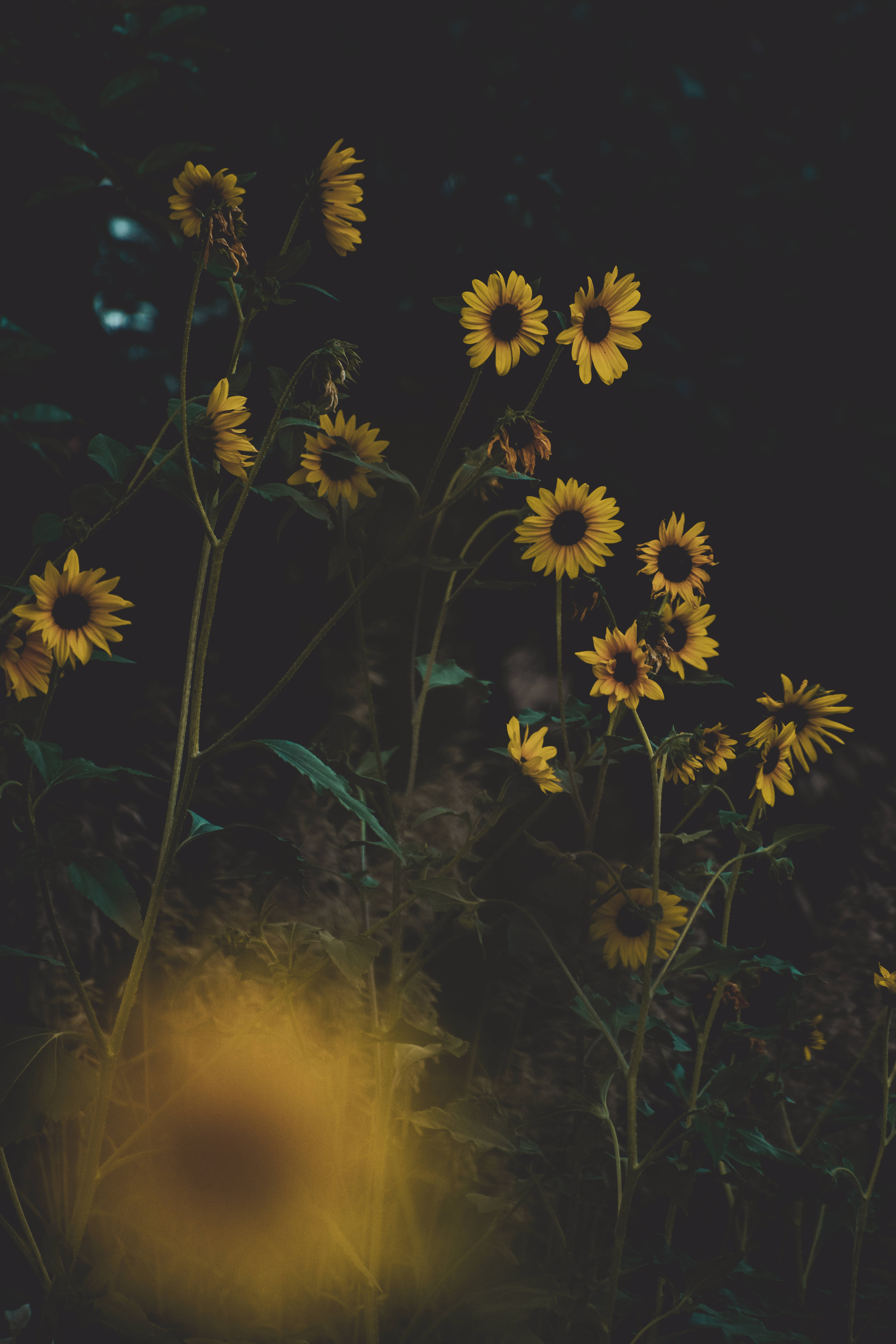 Sunflower Aesthetic 桌布 壁紙 — 向日葵在黑暗背景下溫暖地發光，柔和的金色光線穿過樹葉。