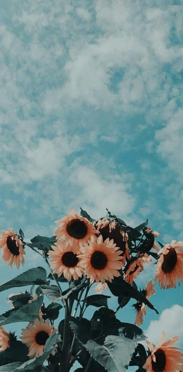 花朵美學動態圖 桌布 壁紙 — 向日葵擁有溫暖的花瓣和深色的花心，在柔和藍天與零星白雲下盛開。