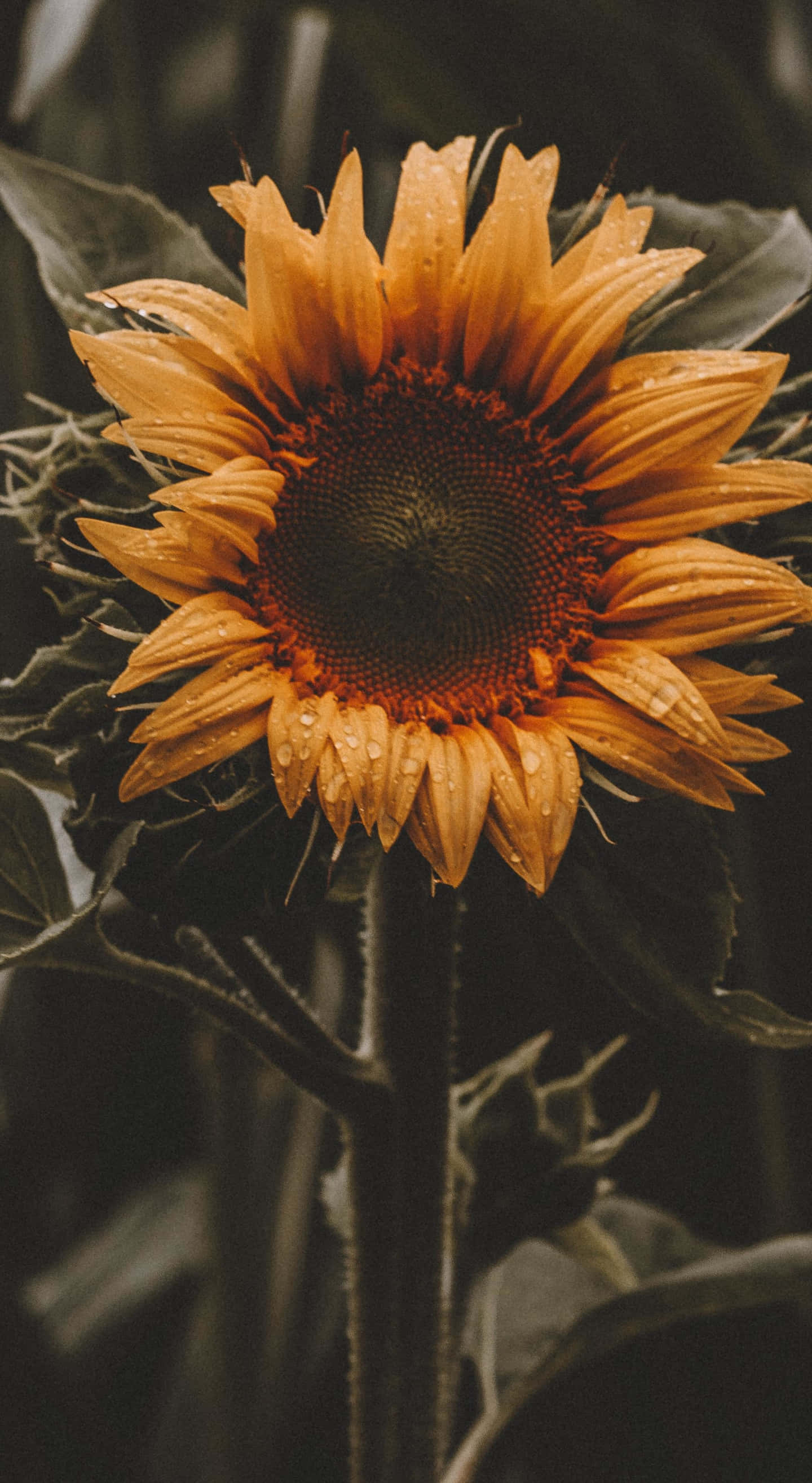 Sunflower Yellow 桌布 壁紙 — 向日葵特寫，花瓣上帶有露珠，背景為深色模糊效果。