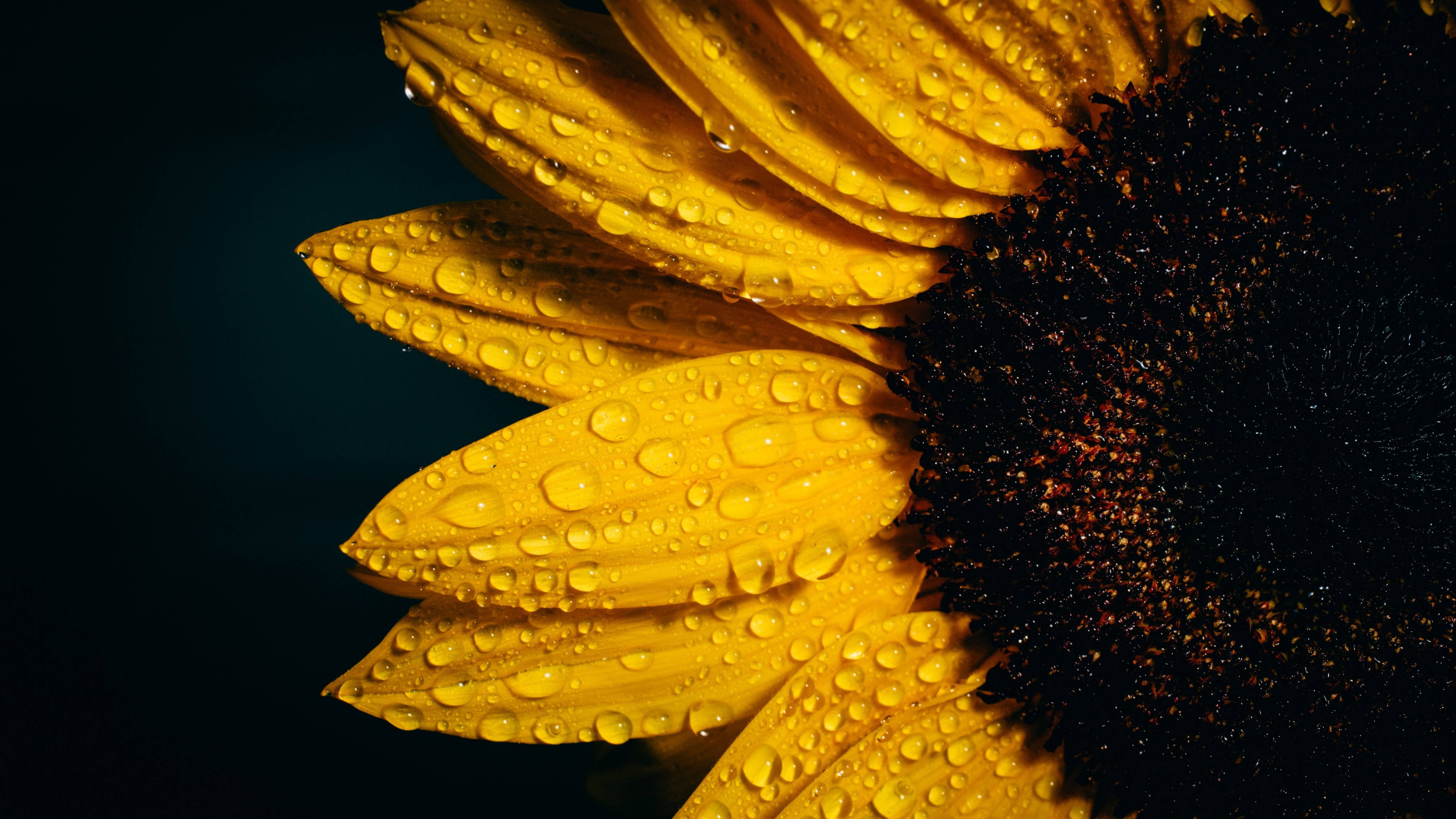 Sunflowers And Roses 桌布 壁紙 — 向日葵特寫，鮮黃色花瓣上閃爍著水珠，背景深色。