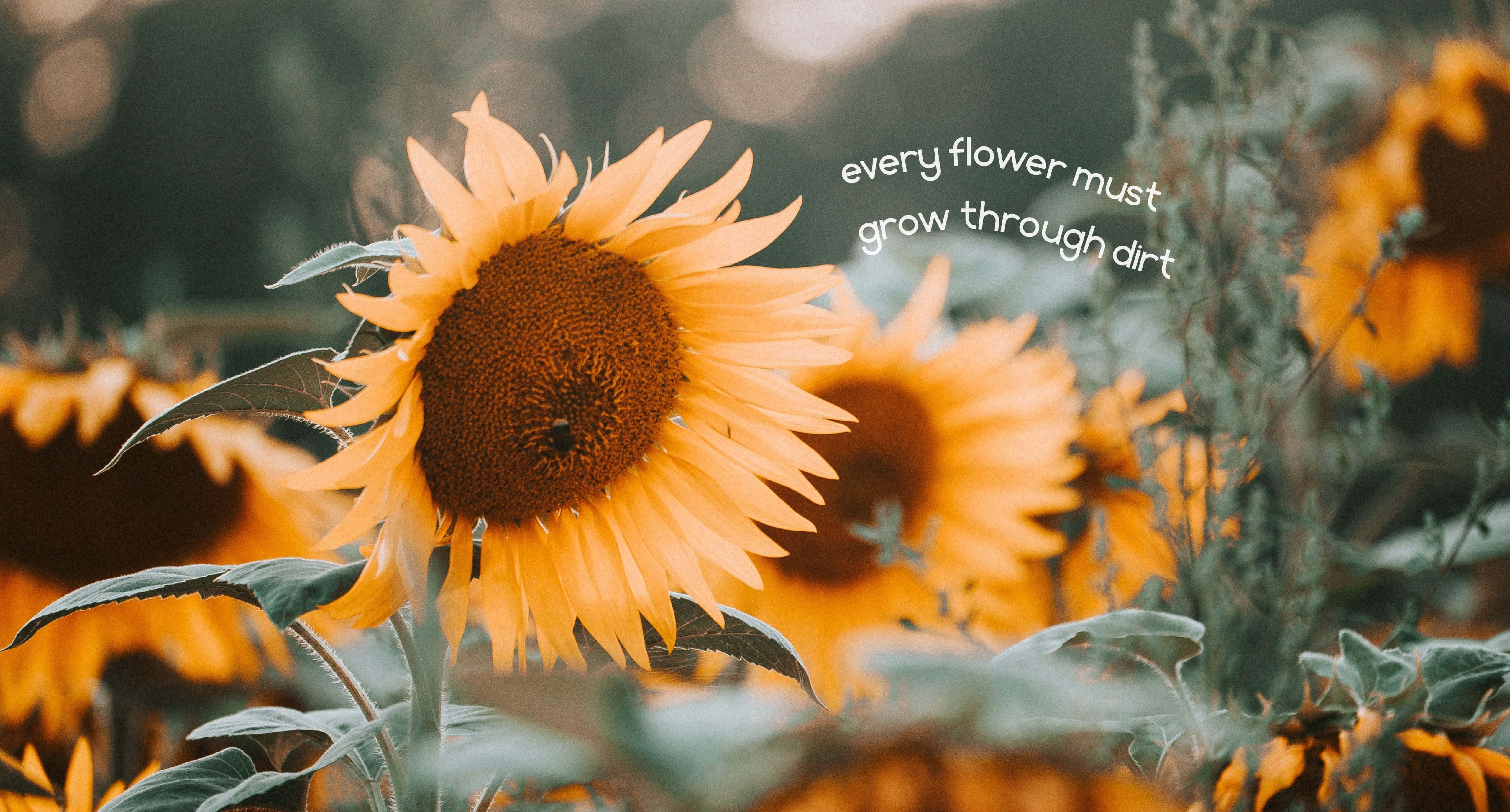 Sunflower Quotes 桌布 壁紙 — 向日葵田沐浴在柔和的金色光芒中，並帶有勵志語句疊加。