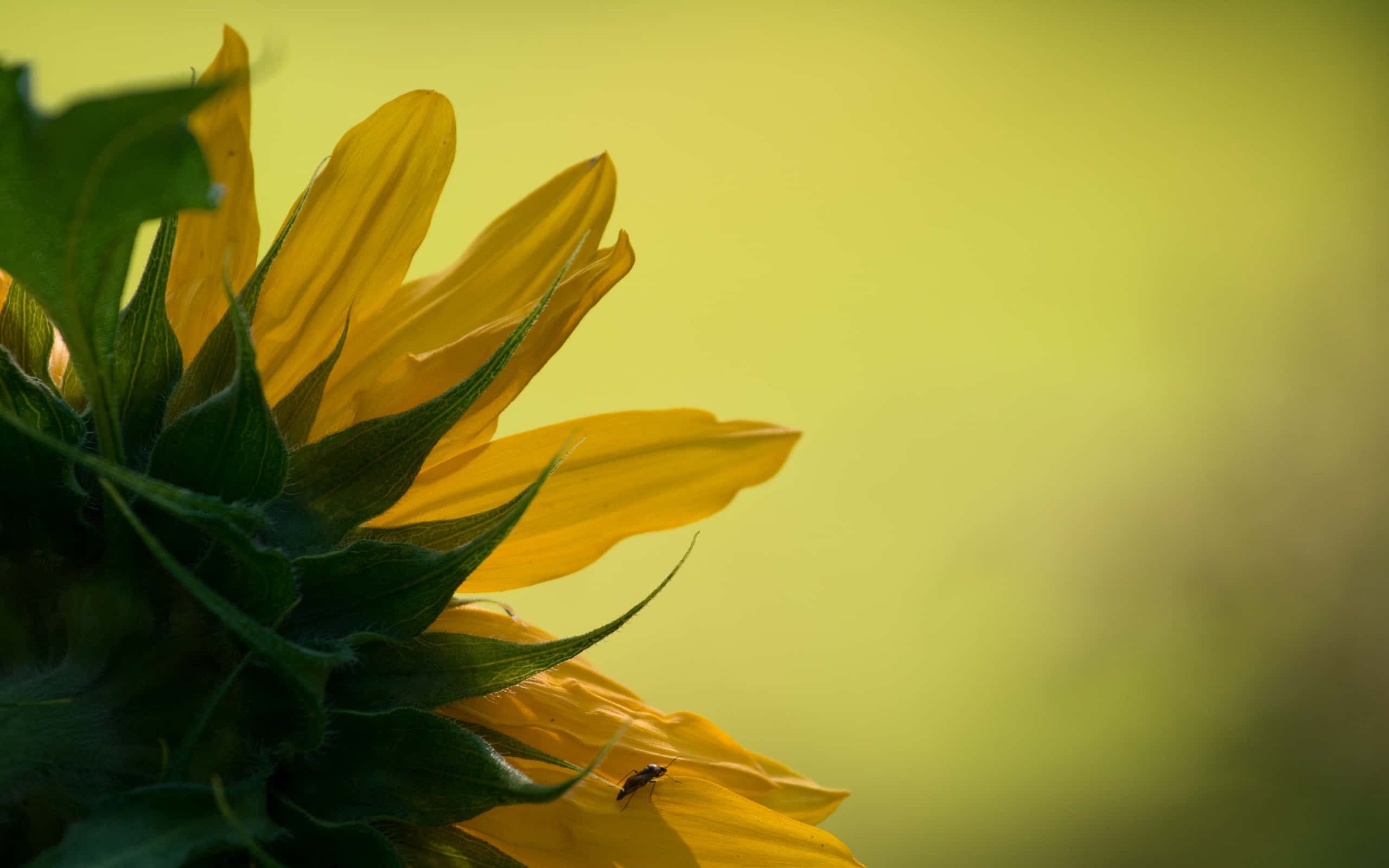 Sunflowers 桌布 壁紙 — 向日葵的特寫，有鮮豔的黃色花瓣和綠色葉子，襯托著柔和模糊的綠色背景。