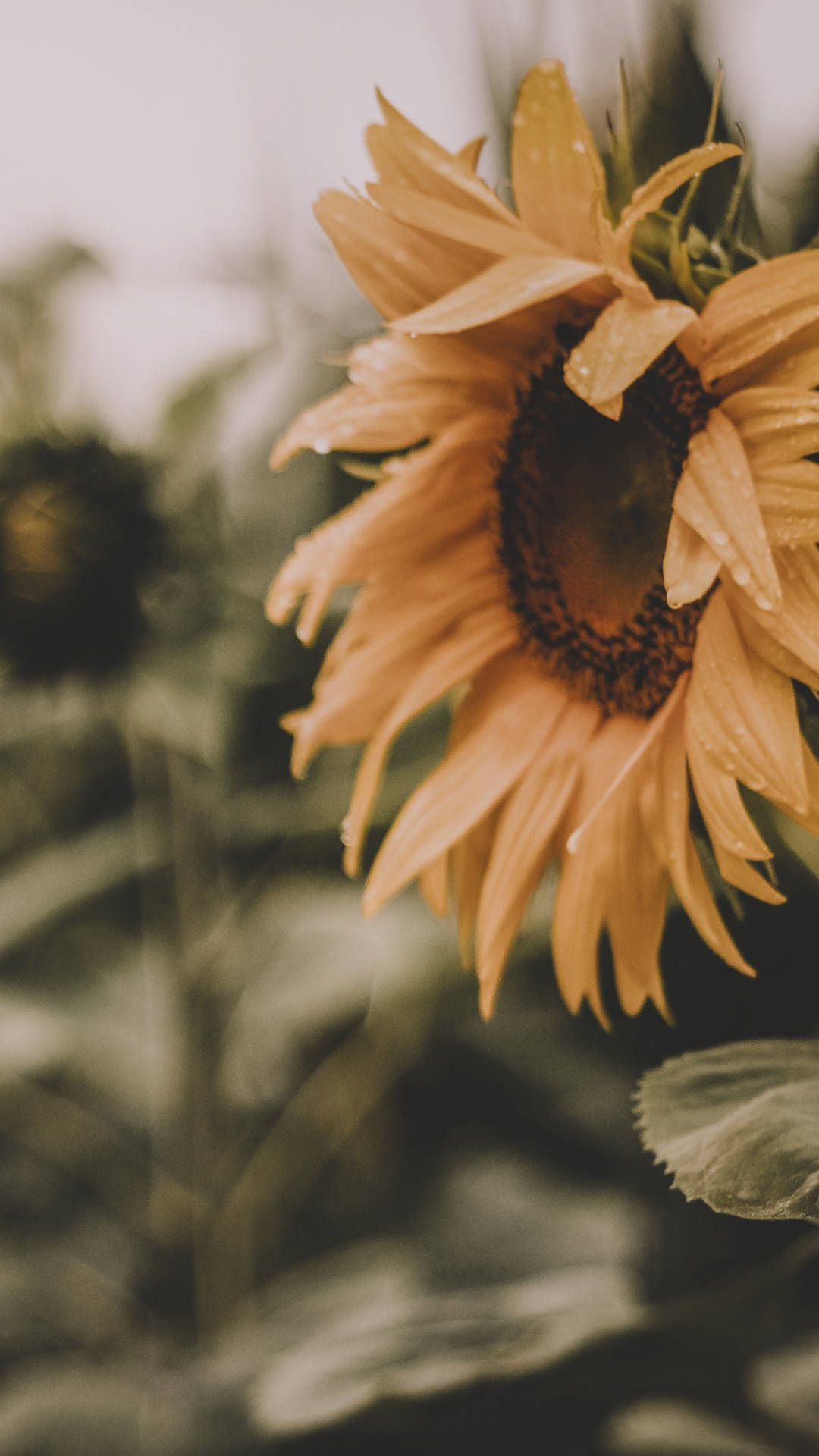 Sunflowers And Roses 桌布 壁紙 — 向日葵的特寫，花瓣上帶有露珠，背景是柔和模糊的綠色。
