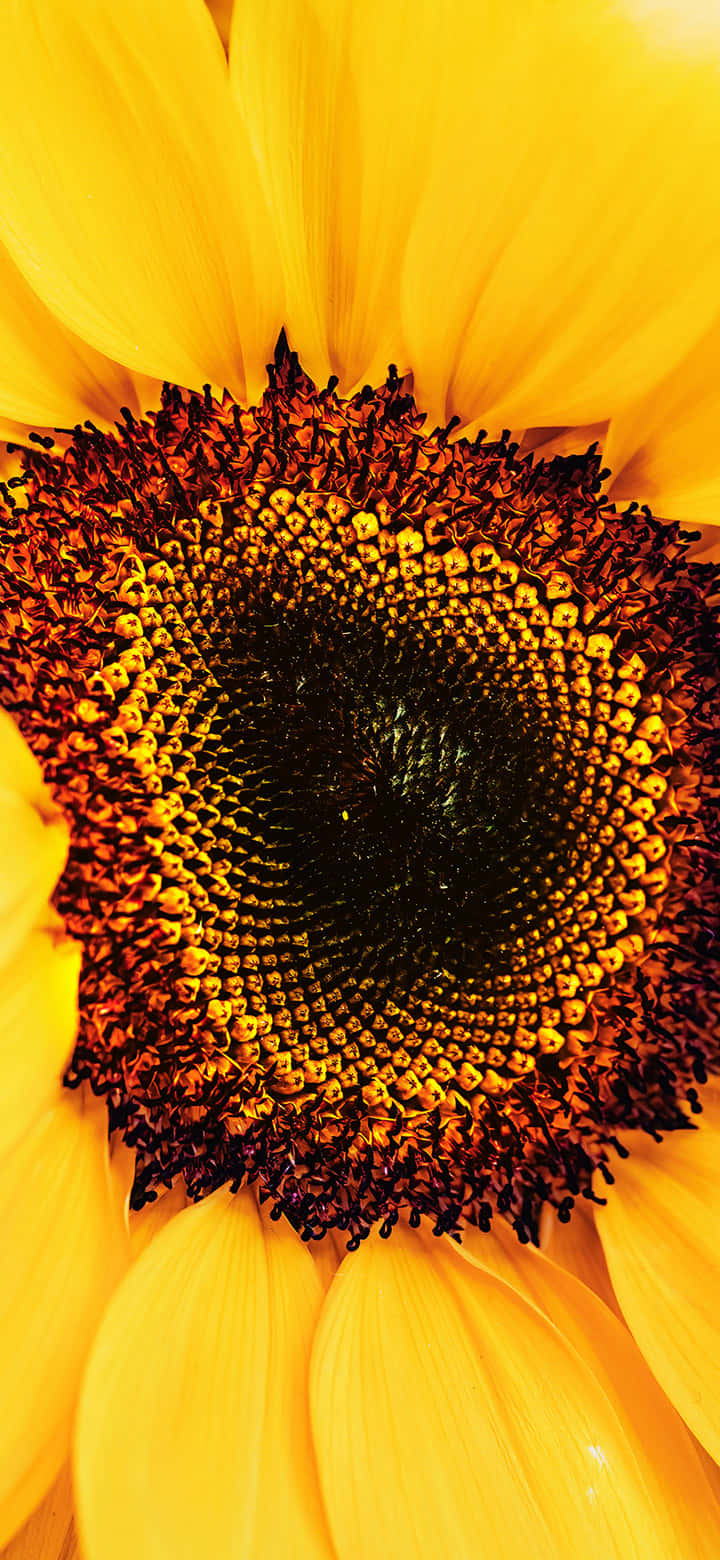 Sunflower Yellow 桌布 壁紙 — 向日葵臉部的鮮豔特寫，展示金色花瓣和複雜的深色中心。