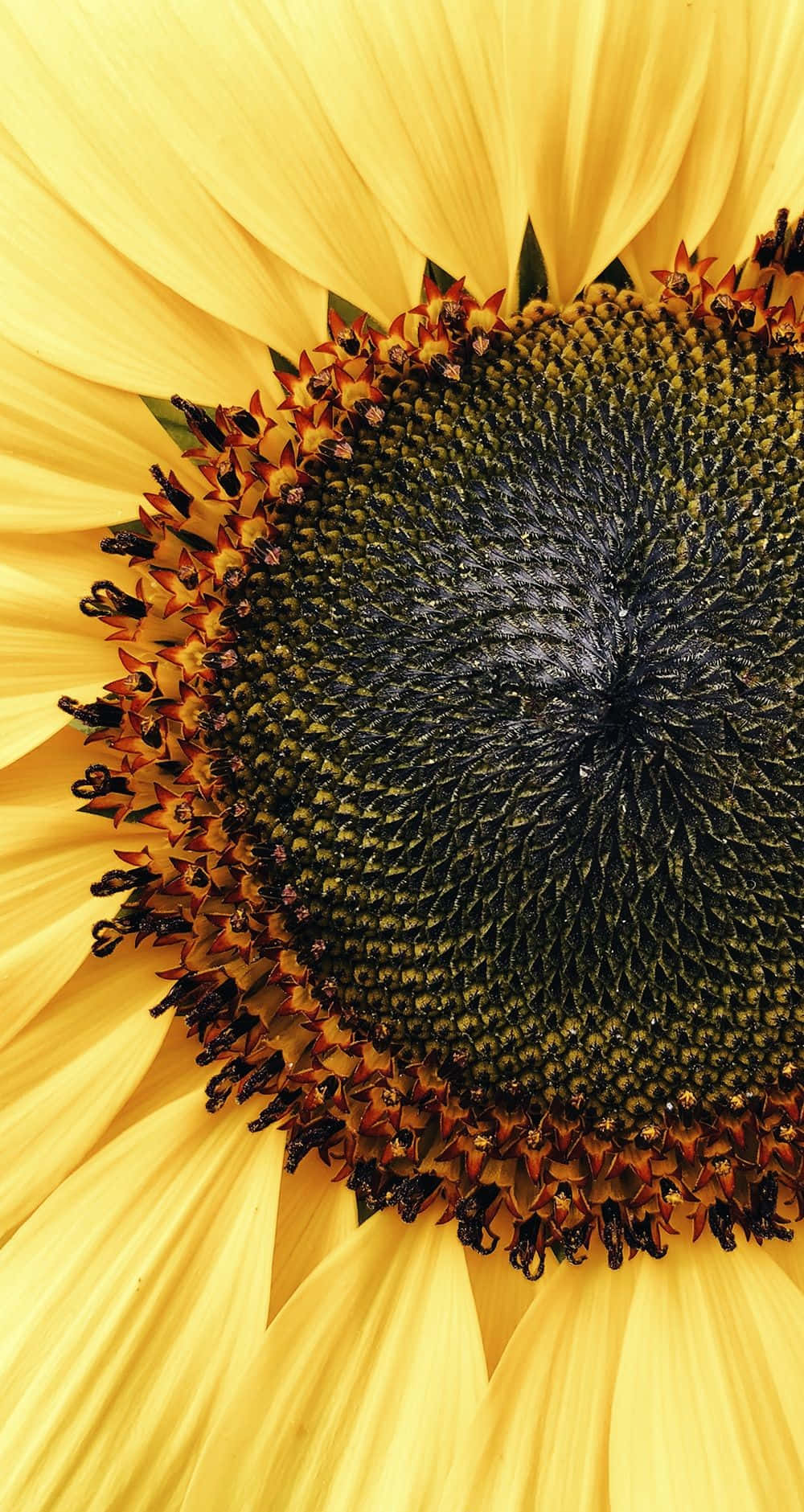 Sunflower Aesthetic iPhone 桌布 壁紙 — 向日葵鮮黃色花瓣和帶有露珠的詳細深色中心的特寫。
