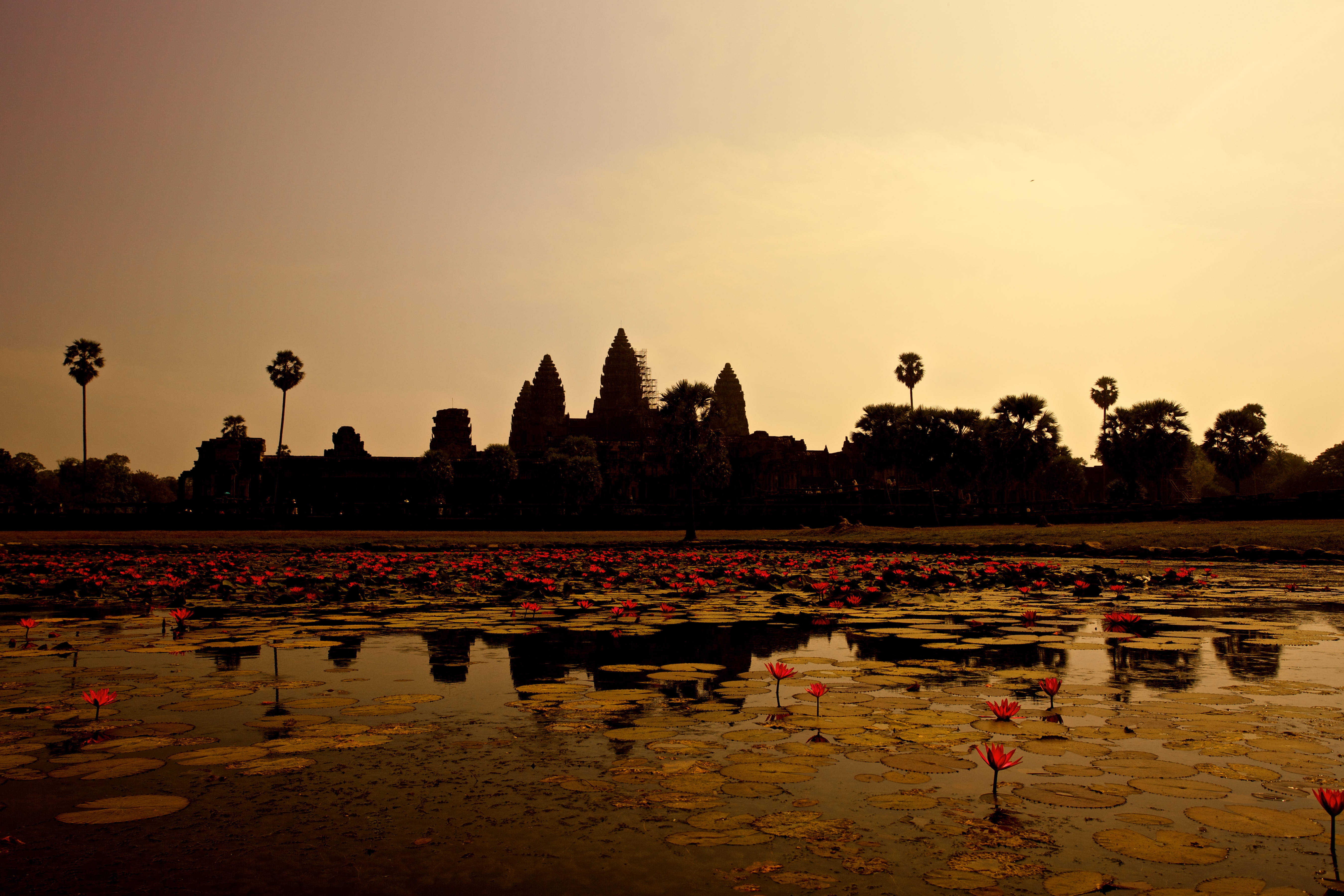 Cambodia 桌布 壁紙 — 吳哥窟寺廟的剪影在金色日落時分，從一個開滿紅睡蓮的寧靜池塘上升起。
