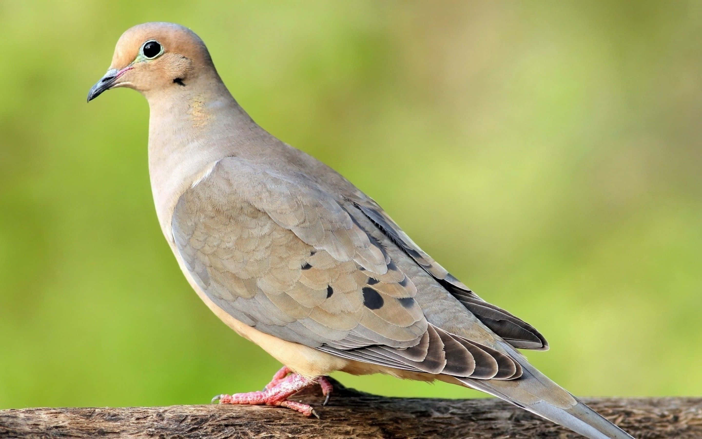 pigeon 桌布 壁紙 — 哀鴿棲息在粗糙的木枝上，背景是柔和的綠色模糊效果的近距離特寫。