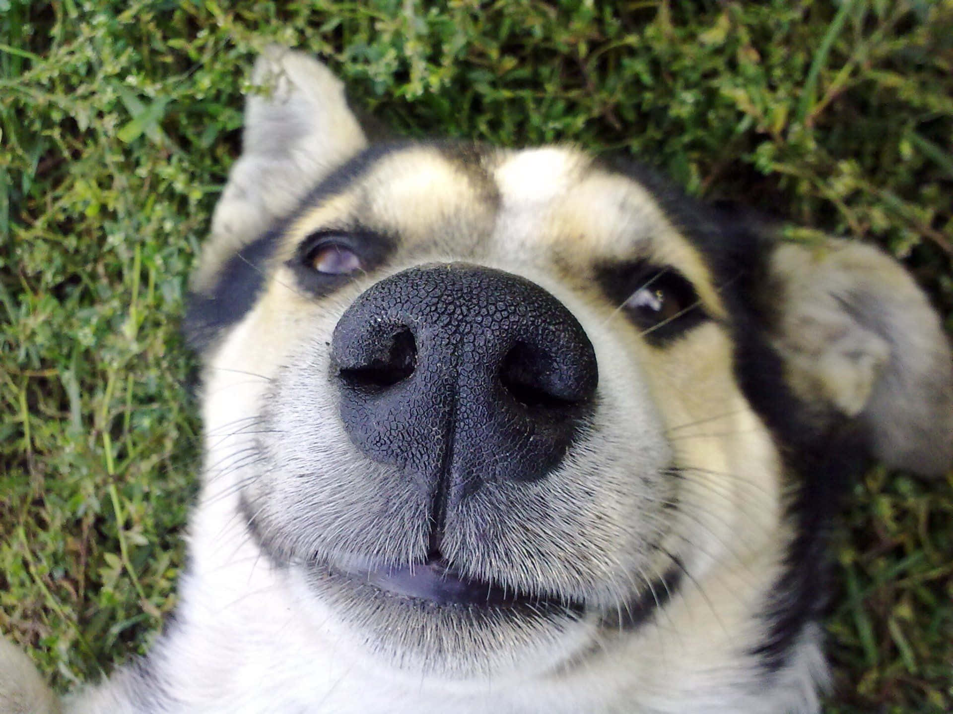 Funny Dog 桌布 壁紙 — 哈士奇狗臉部特寫，從草地上抬頭仰望，柔和自然光。