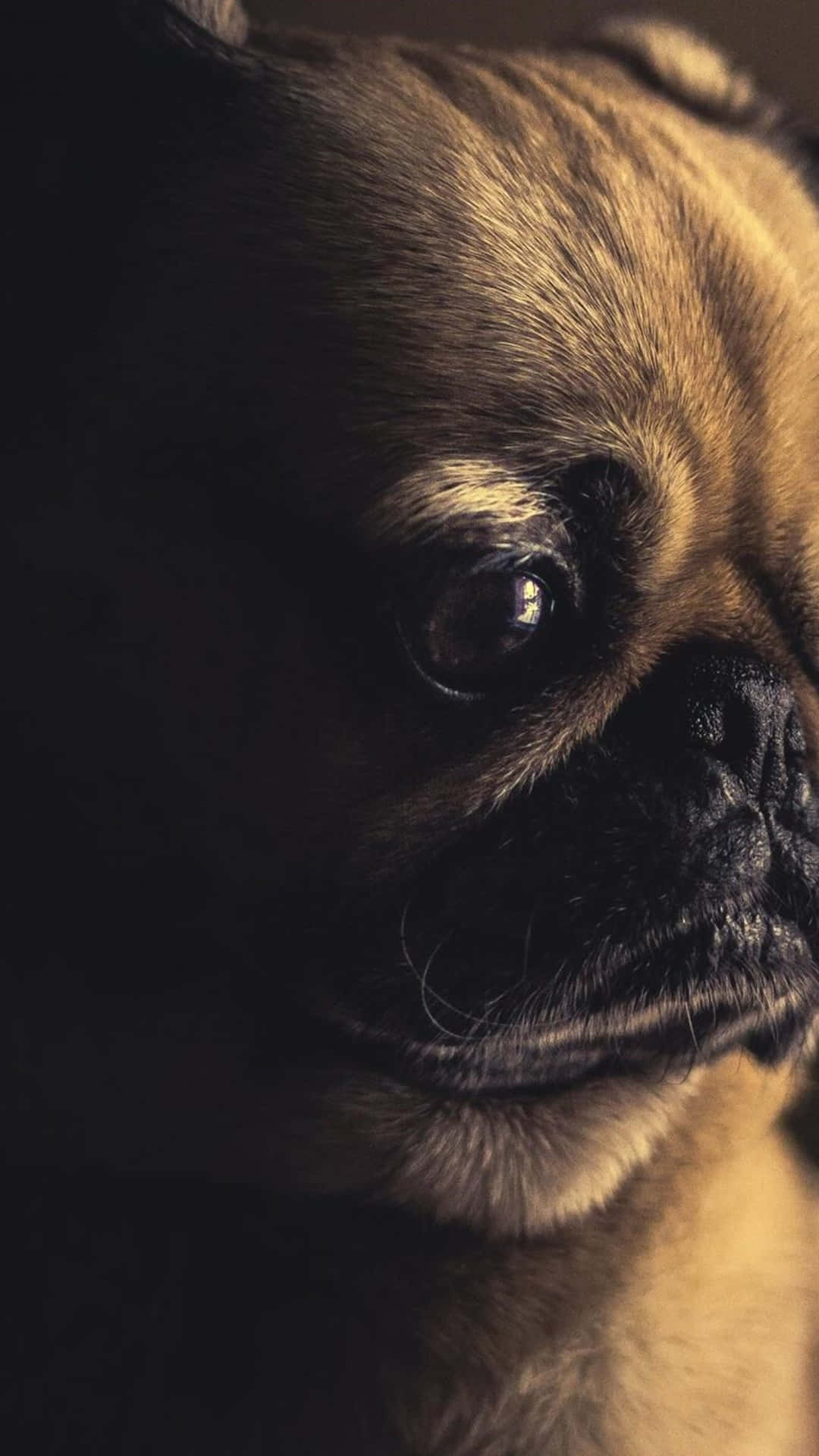 Pug 桌布 壁紙 — 哈巴狗臉部特寫，沐浴在溫暖的金色光芒中，背景為深色。