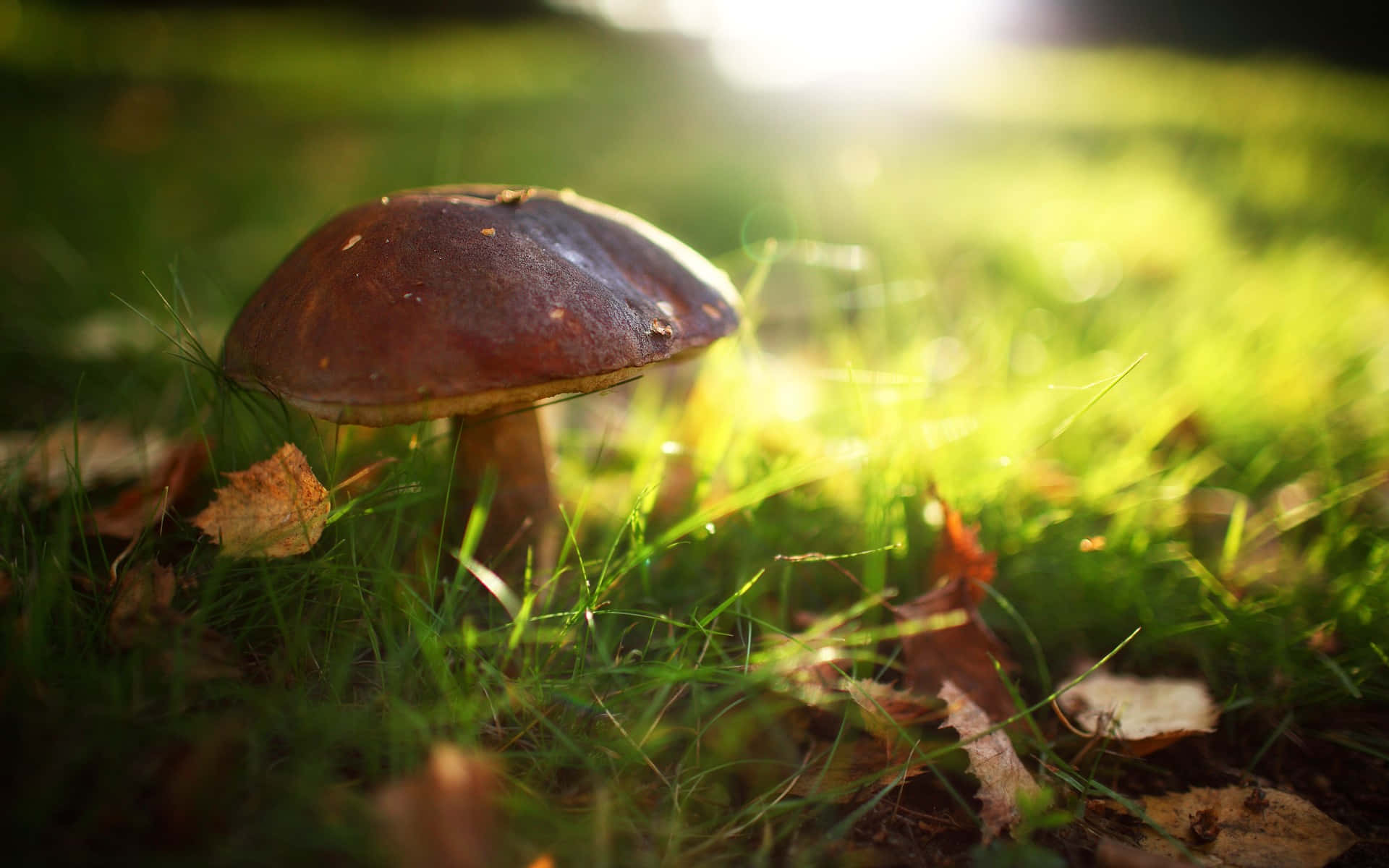 Mushroom 桌布 壁紙 — 啡色蘑菇從鮮綠色的草叢中冒出，金色陽光穿透，營造柔和散景，照亮落葉。