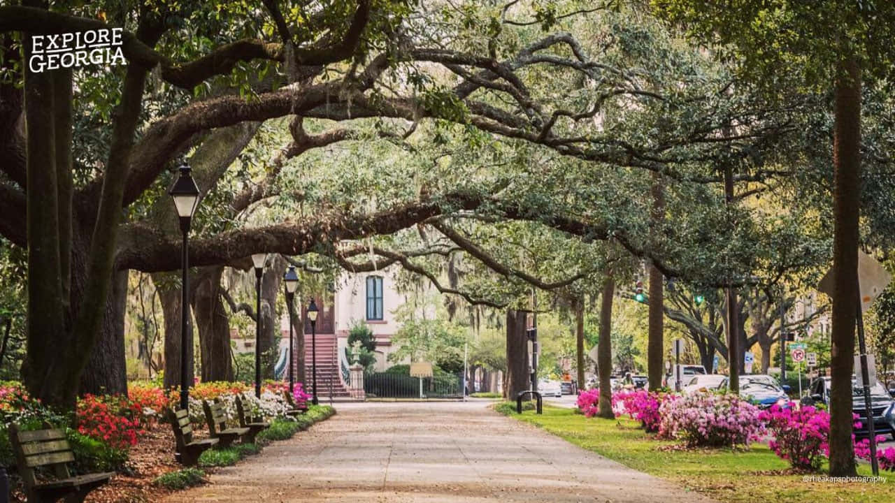 Savannah 桌布 壁紙 — 喬治亞州一條寧靜的樹蔭人行道，在廣闊的橡樹枝葉下，盛開著鮮豔的粉紅色和橙色花朵。