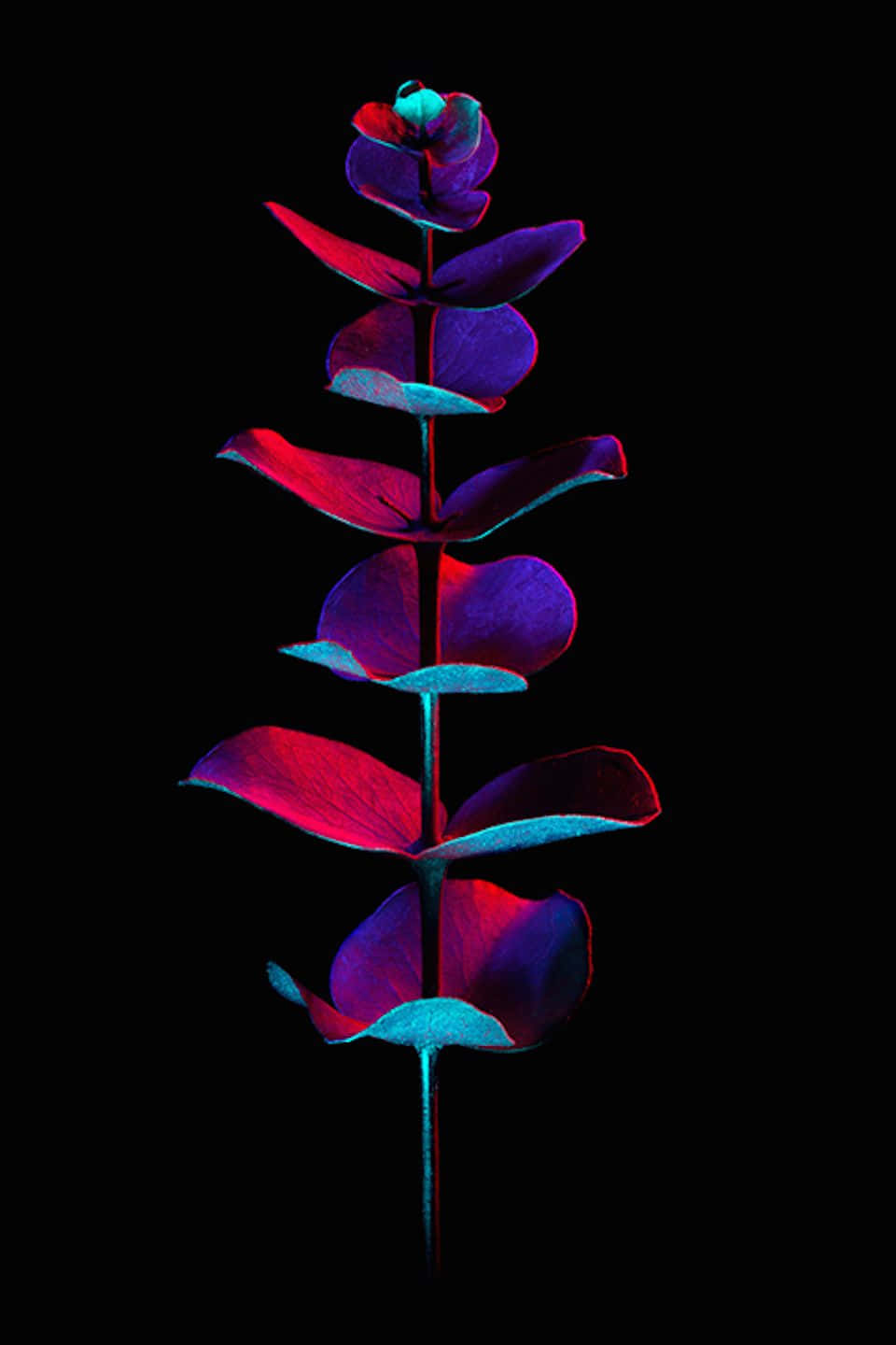 Psychedelic Flowers 桌布 壁紙 — 單一尤加利樹枝在純黑色背景上散發出霓虹粉紅和青色色調。