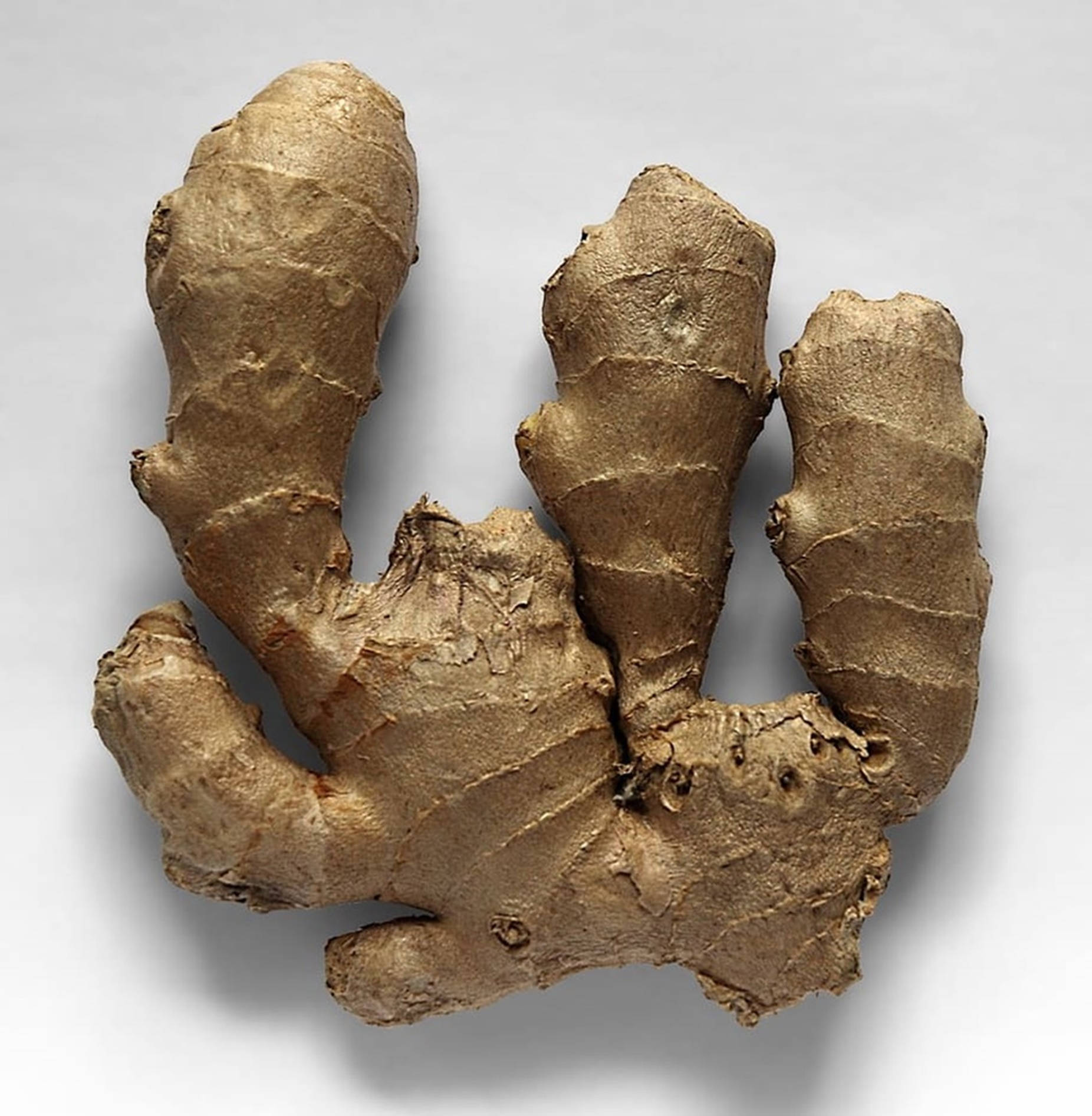 Ginger 桌布 壁紙 — 單一帶有紋理的薑根，土棕色外皮，純白背景的特寫。