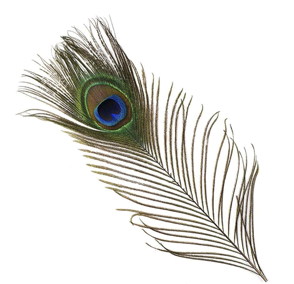 Peacock Feather 桌布 壁紙 — 單一根孔雀羽毛，帶有虹彩藍色眼狀斑紋和棕綠色羽枝，襯在純白背景上。