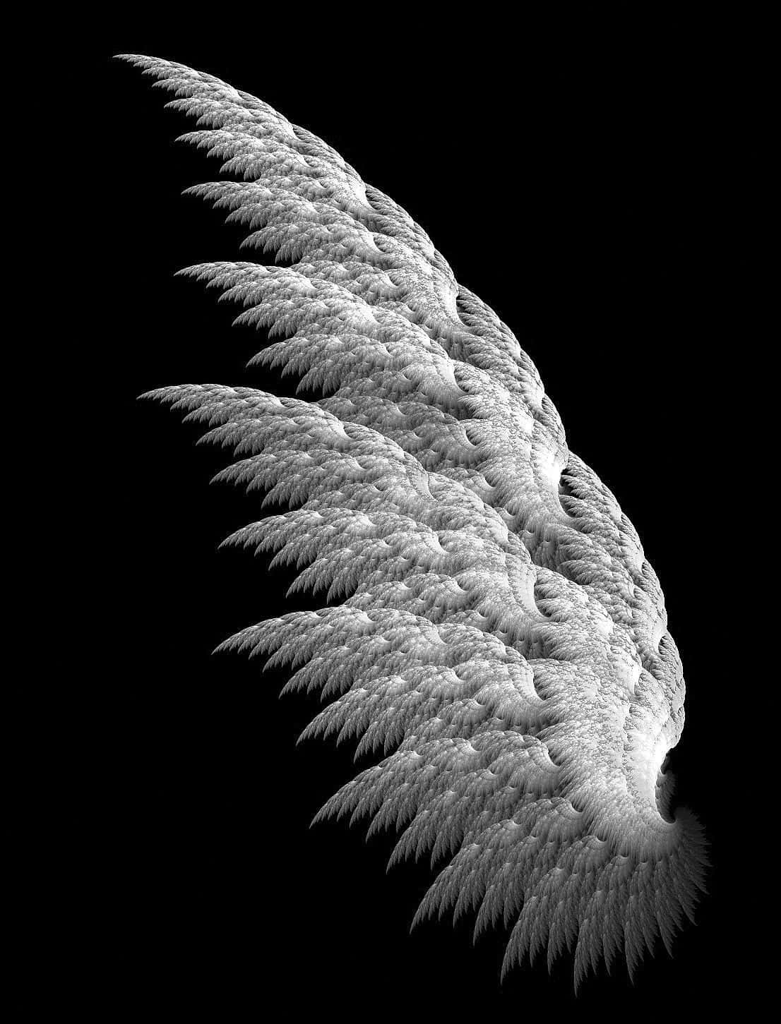 Angel Wings 桌布 壁紙 — 單一複雜的單色分形翅膀從黑暗虛空中輻射而出，帶有羽毛般的紋理和發光的高光。