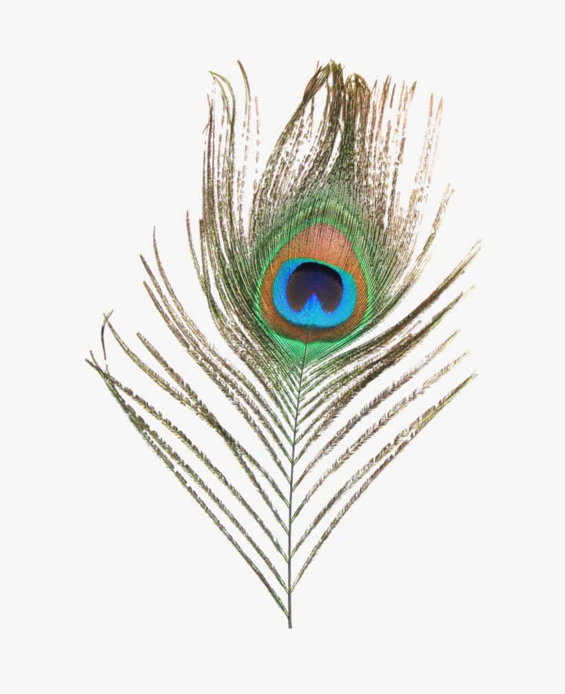 Peacock Feather 桌布 壁紙 — 單根孔雀羽毛，帶有虹彩藍、綠和金色眼狀圖案，置於純白背景上。