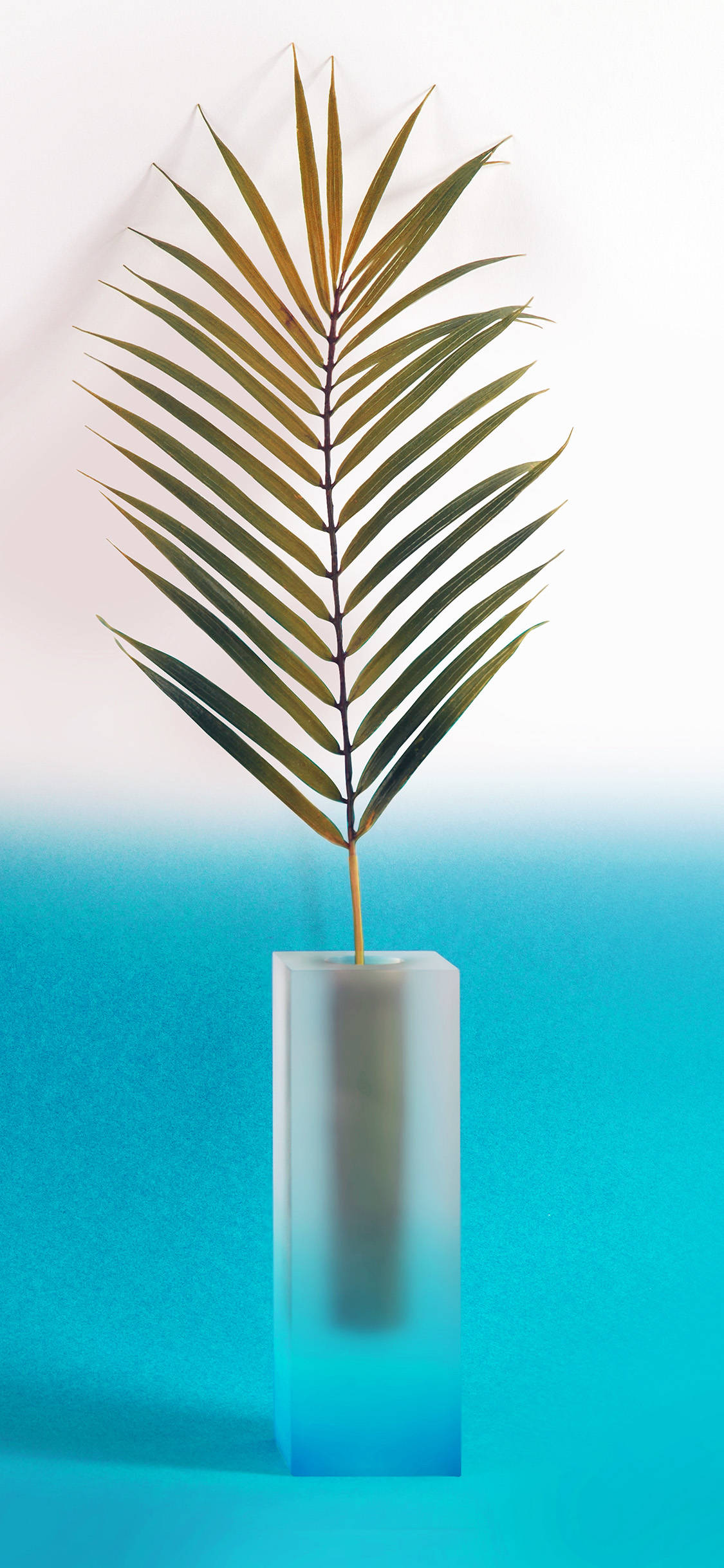 Plant iPhone 桌布 壁紙 — 單片棕櫚葉放在磨砂玻璃花瓶中，襯著藍白漸變背景。
