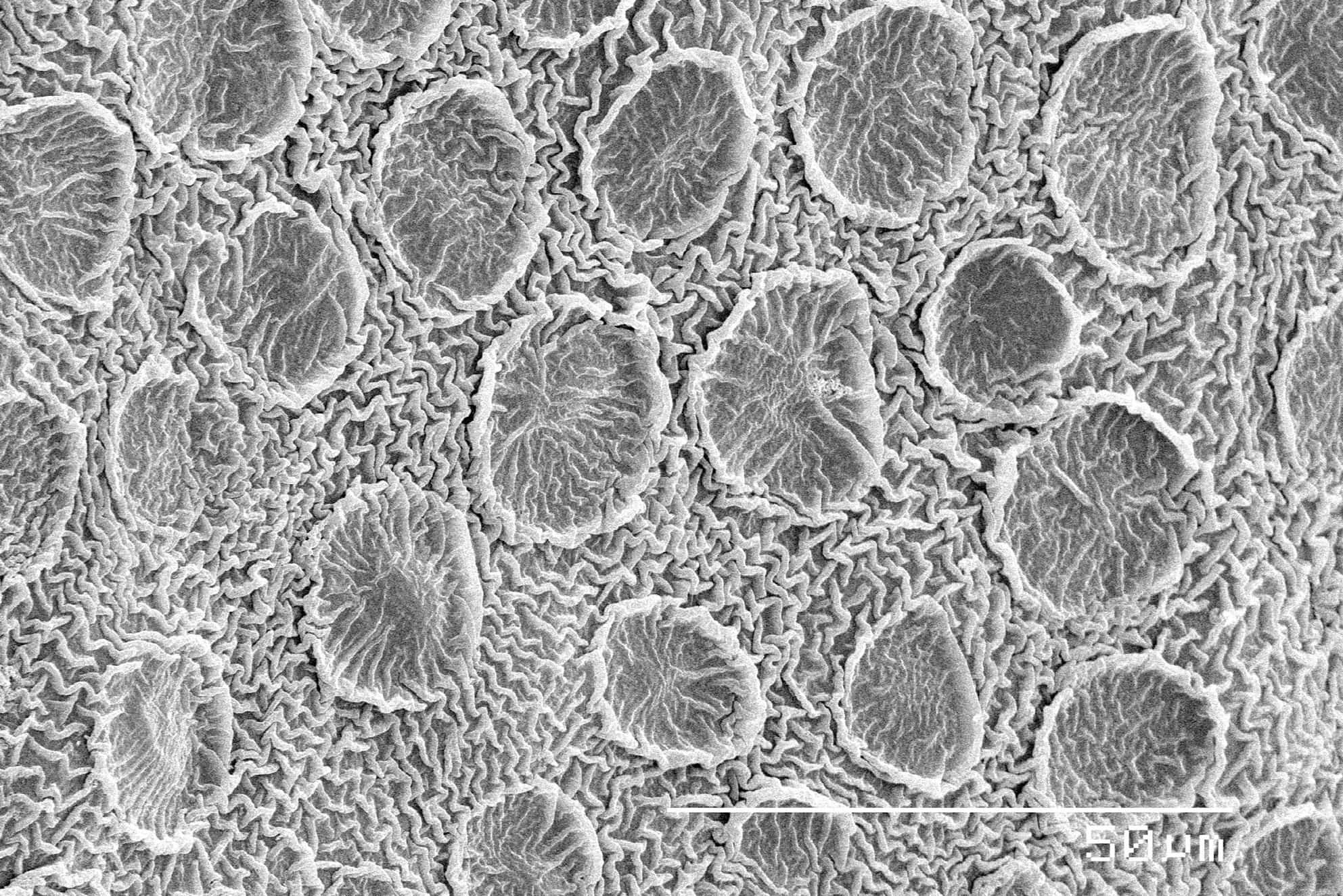 Microscopic 桌布 壁紙 — 單色掃描電子顯微鏡圖像揭示了嵌入波浪表面的複雜圓形結構，帶有紋理脊。