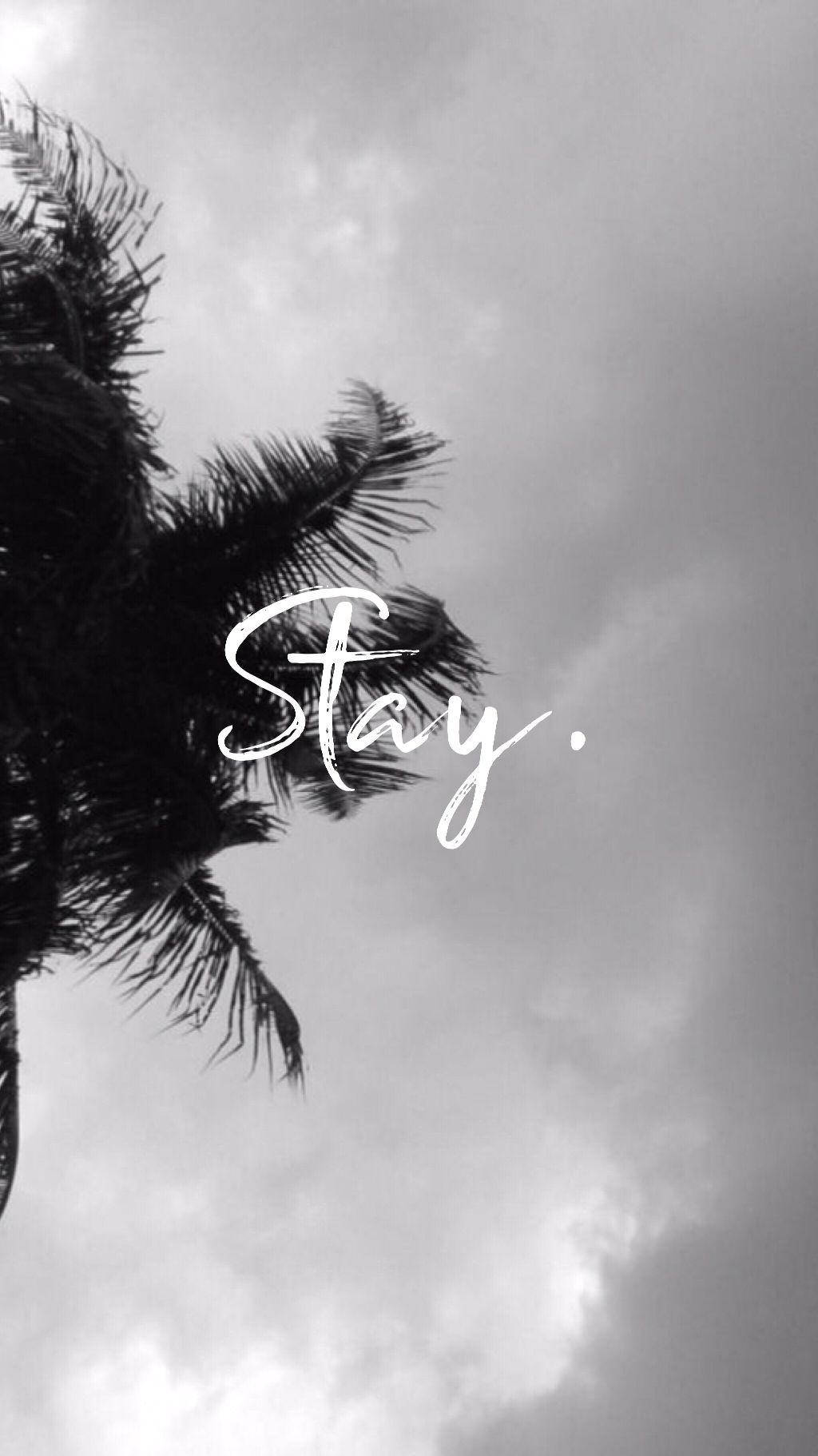 美學 Tumblr 桌布 壁紙 — 單色棕櫚葉在陰天背景下框住「Stay」一詞，形成極簡主義字體桌布。