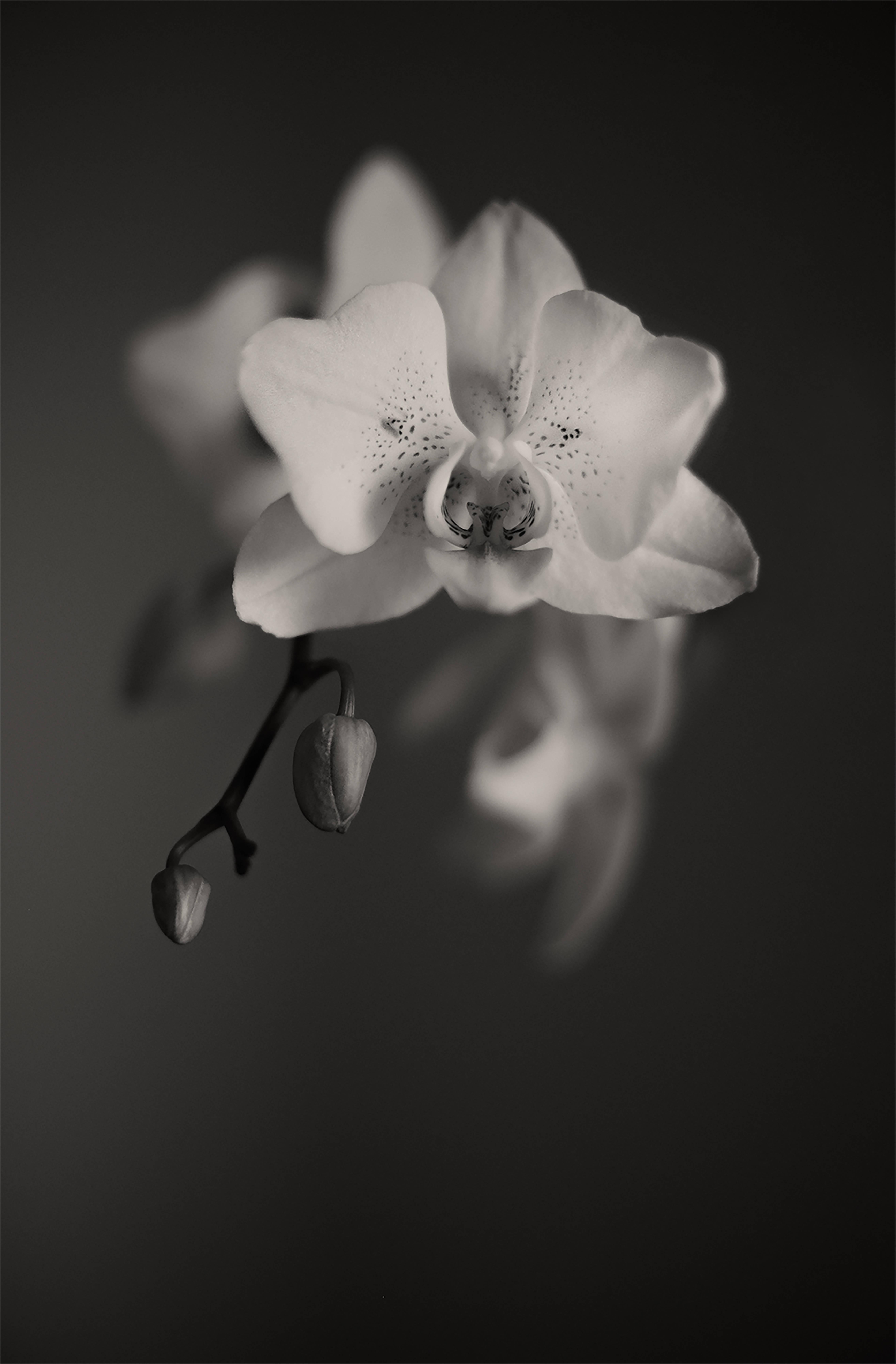 Orchids 桌布 壁紙 — 單色特寫，一朵精緻的蘭花，帶有斑點花瓣和未開放的花蕾，背景為柔和漸變。