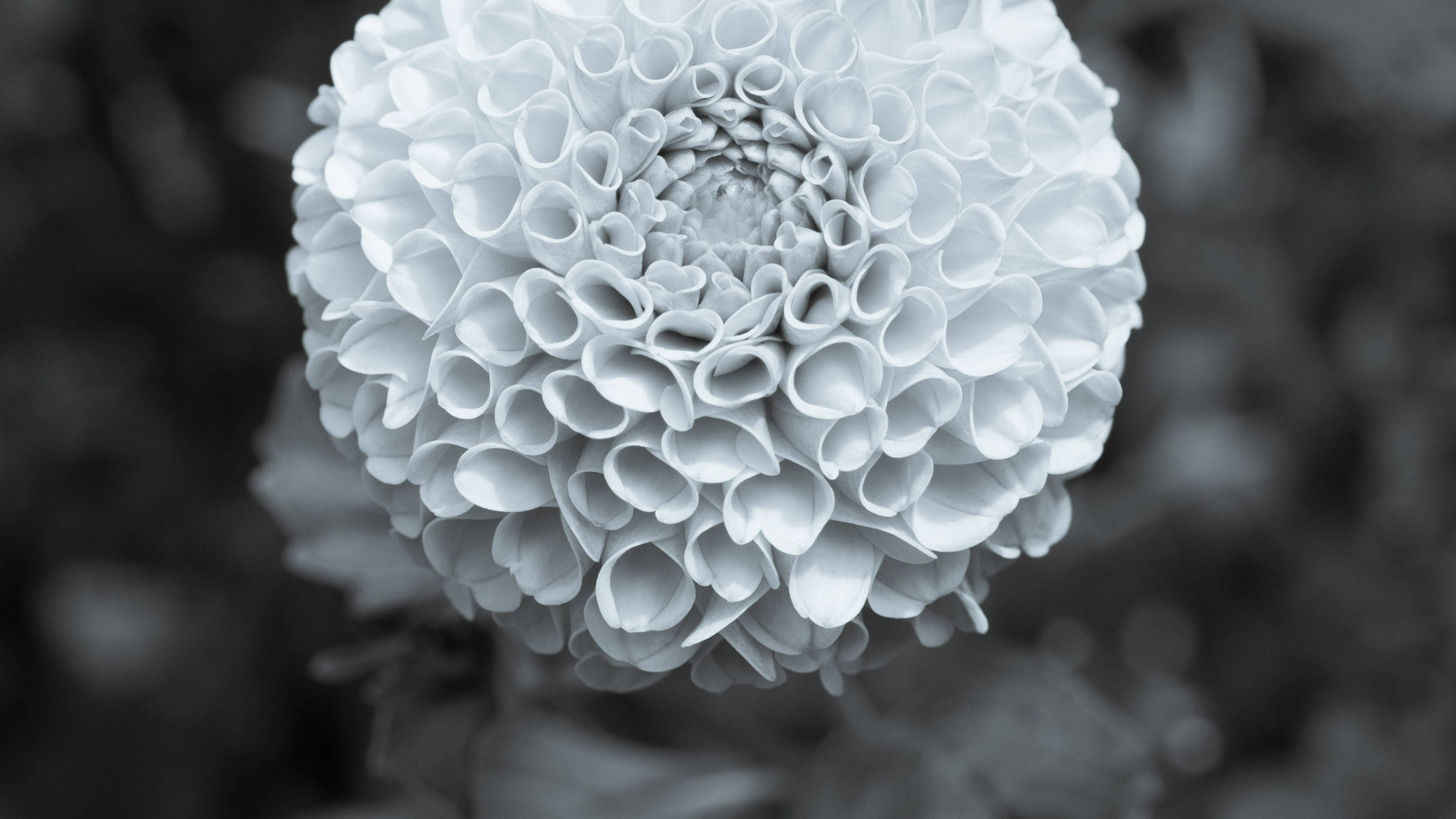 Marigold 桌布 壁紙 — 單色特寫，一朵紋理豐富的白色花朵，花瓣層層疊疊，背景模糊深色。
