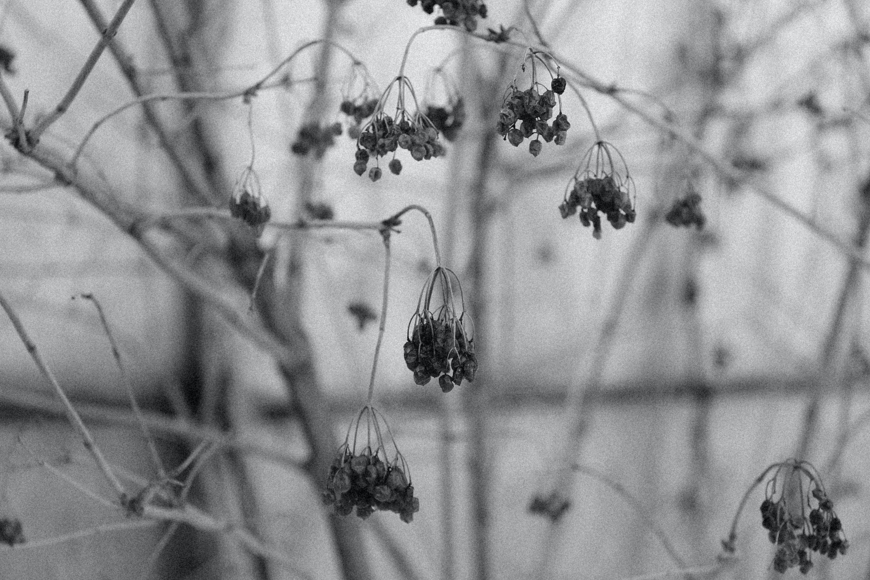 Depression Aesthetic 桌布 壁紙 — 單色特寫，乾燥的漿果簇掛在裸露的冬季樹枝上，背景柔和模糊。