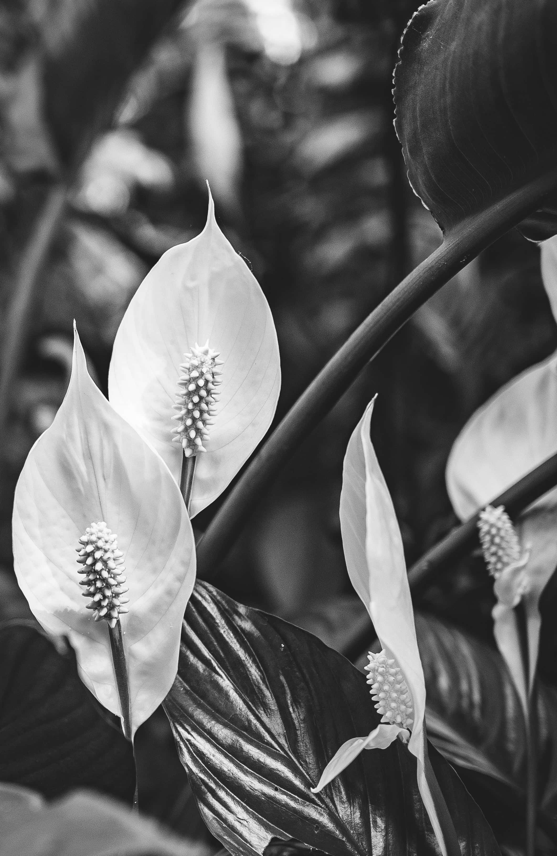 Black And White Flower 桌布 壁紙 — 單色特寫，優雅的白鶴芋，帶有紋理的肉穗花序，襯托著深色葉子。
