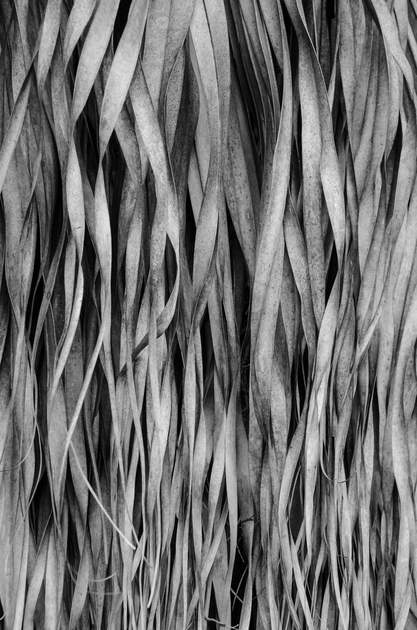 Black And White Texture 桌布 壁紙 — 單色特寫，呈現紋理豐富、重疊的植物葉片，形成節奏感十足的有機圖案。
