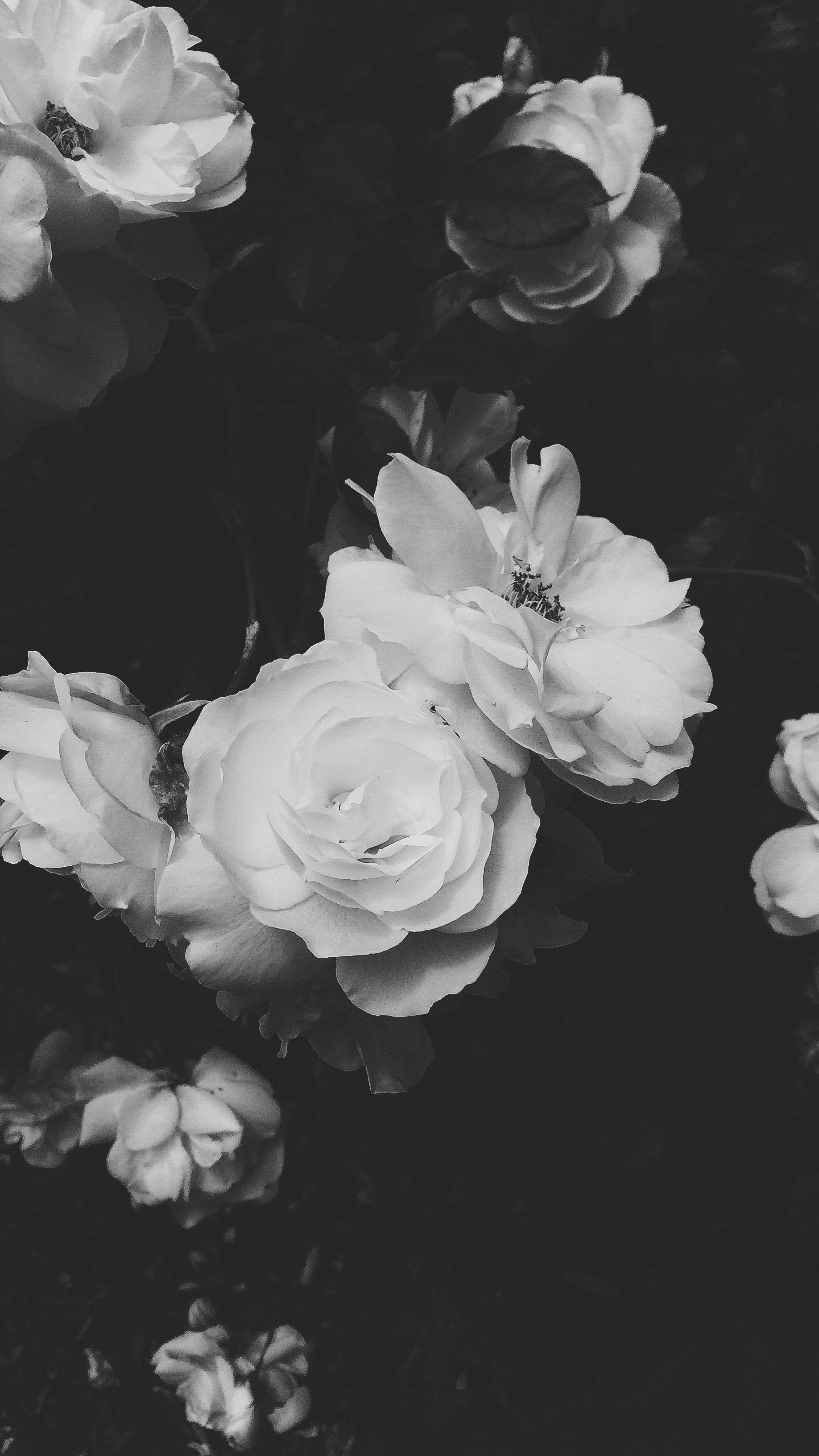 black aesthetic rose 桌布 壁紙 — 單色特寫，細膩的白玫瑰在深色樹葉襯托下帶有柔和陰影。