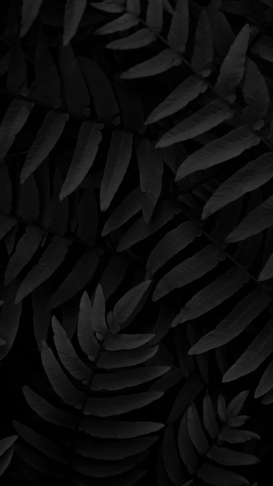 Monochrome 桌布 壁紙 — 單色特寫，細膩的蕨類葉片層層疊疊在深陰影中，帶有微妙的漸變。