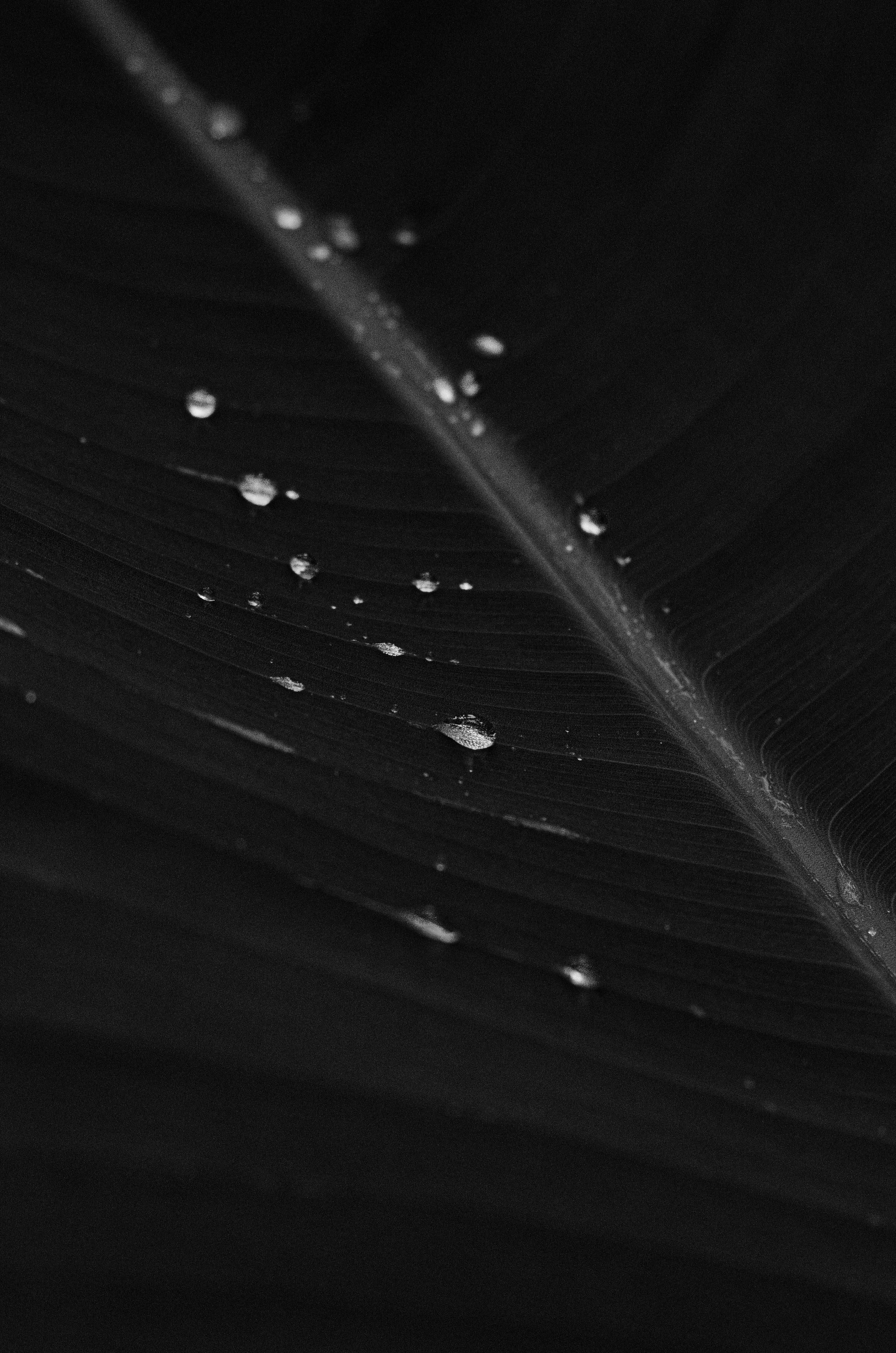 Banana Leaf 桌布 壁紙 — 單色特寫，雨滴在深色葉片複雜的葉脈圖案上閃閃發光。