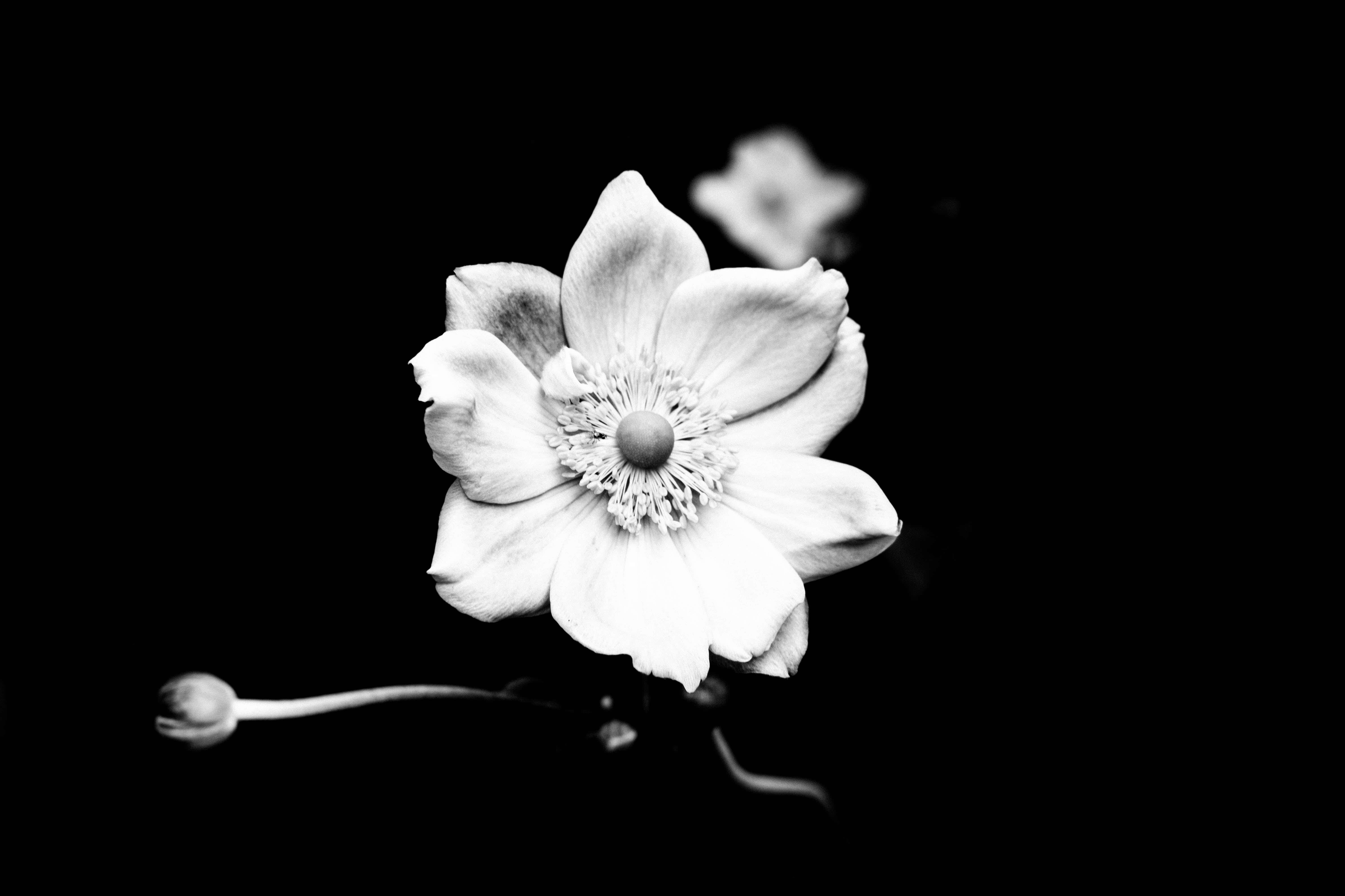 Black And White Flower 桌布 壁紙 — 單色特寫一朵精緻的白花，花瓣柔軟，花心複雜，襯托在純黑背景上。