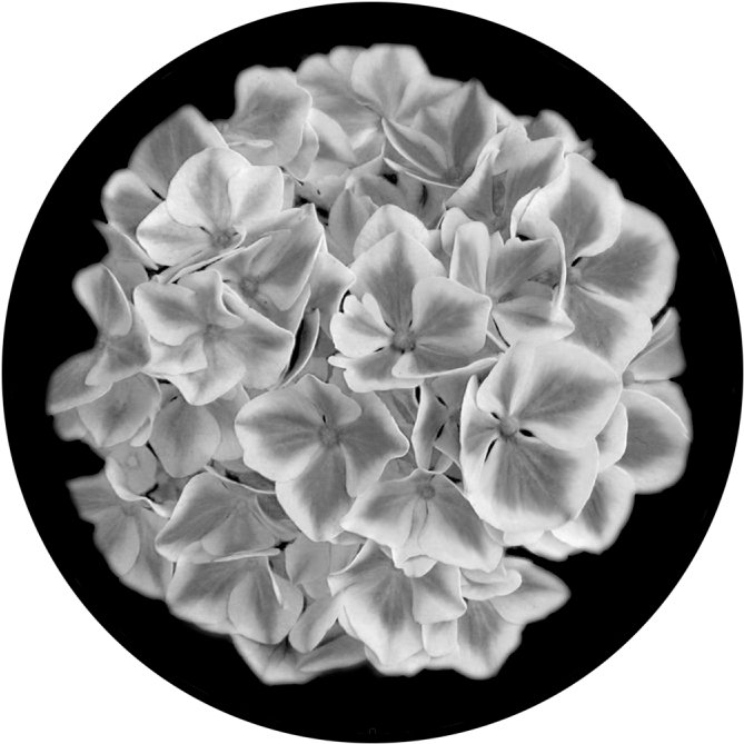 Hydrangea 桌布 壁紙 — 單色特寫球形繡球花，花瓣精緻，背景為純黑。