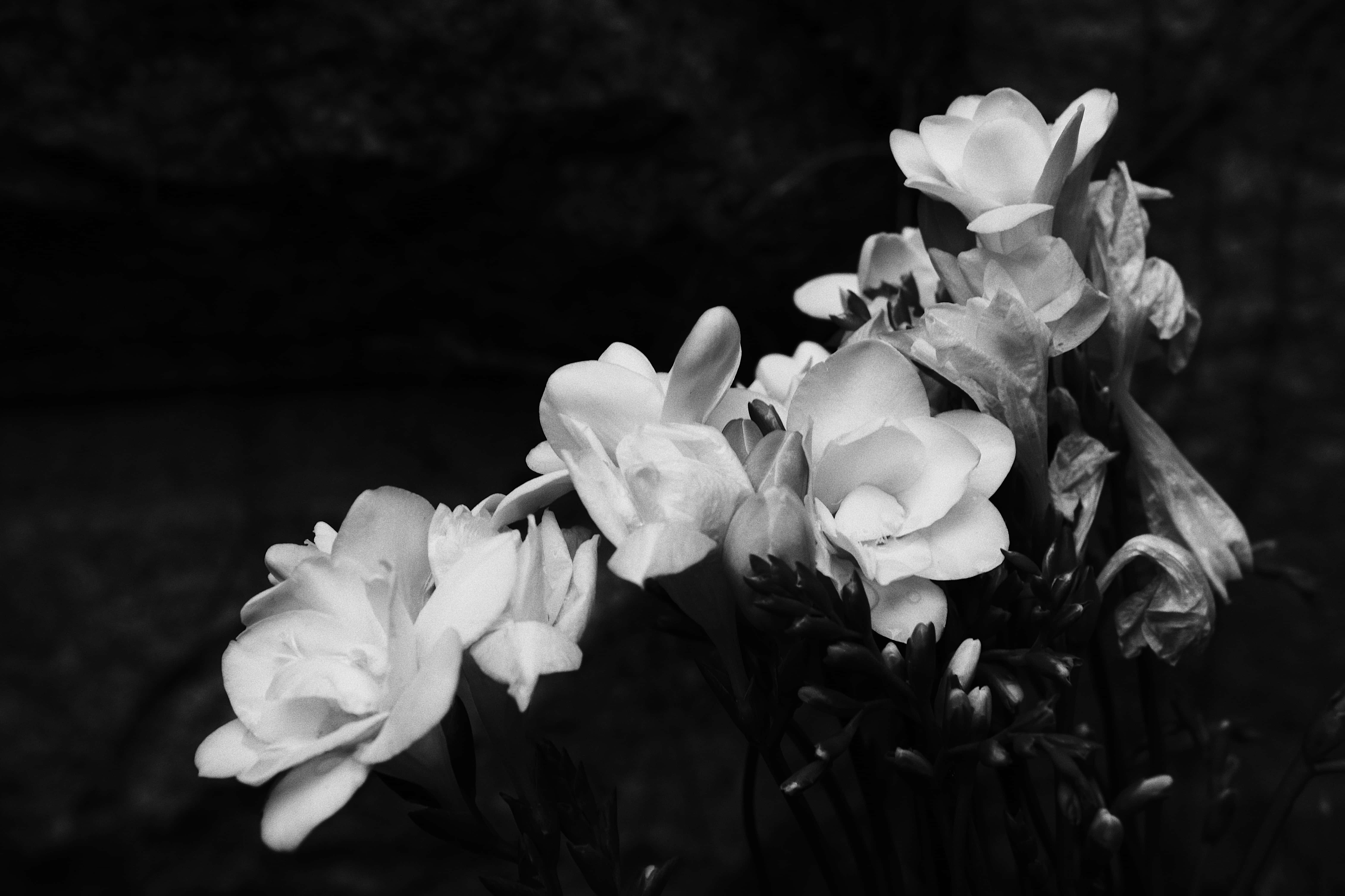 Black And White Flower 桌布 壁紙 — 單色特寫精緻的流蘇花朵，柔軟的花瓣和深色陰影營造出寧靜的對比。